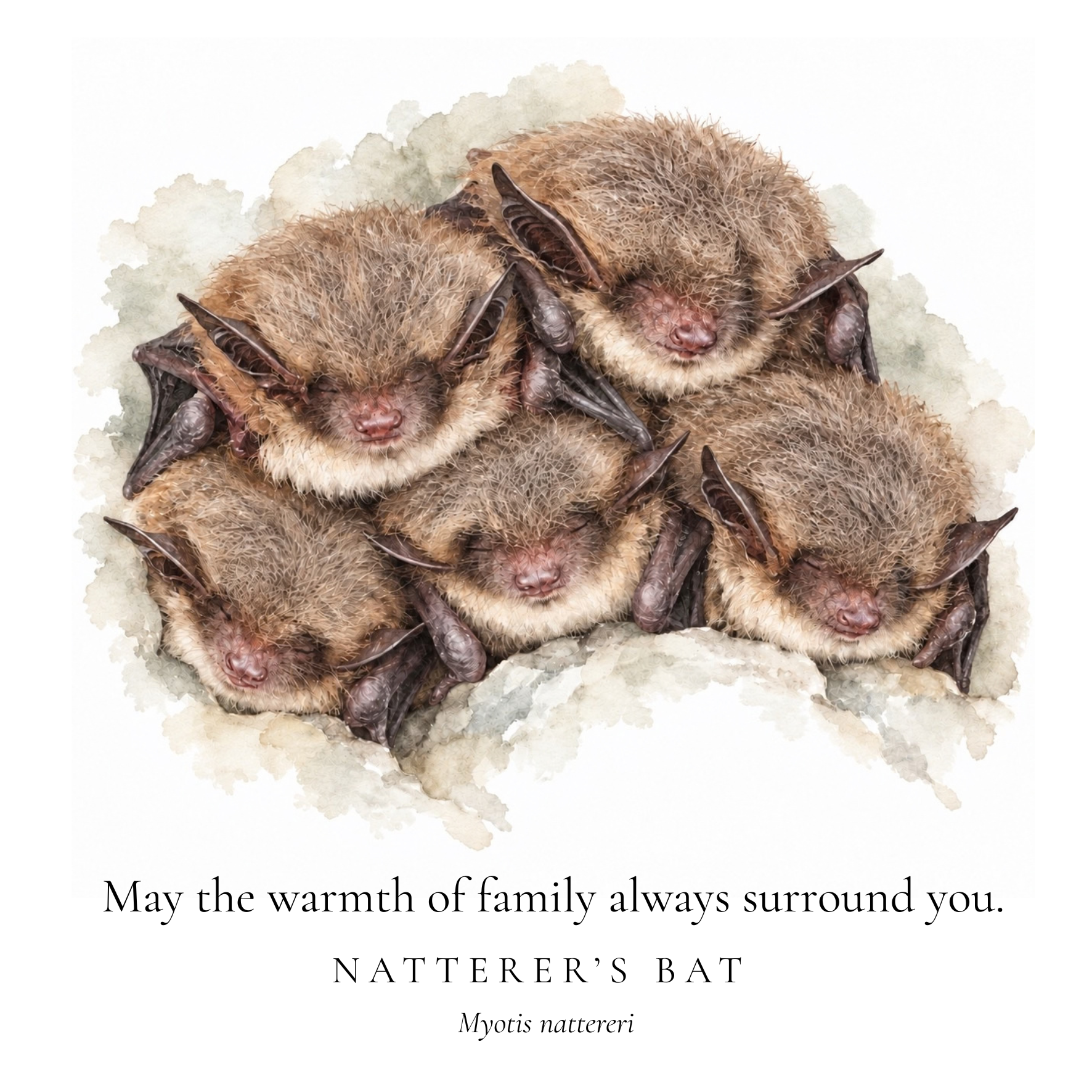 Christmas Cards Bats.png