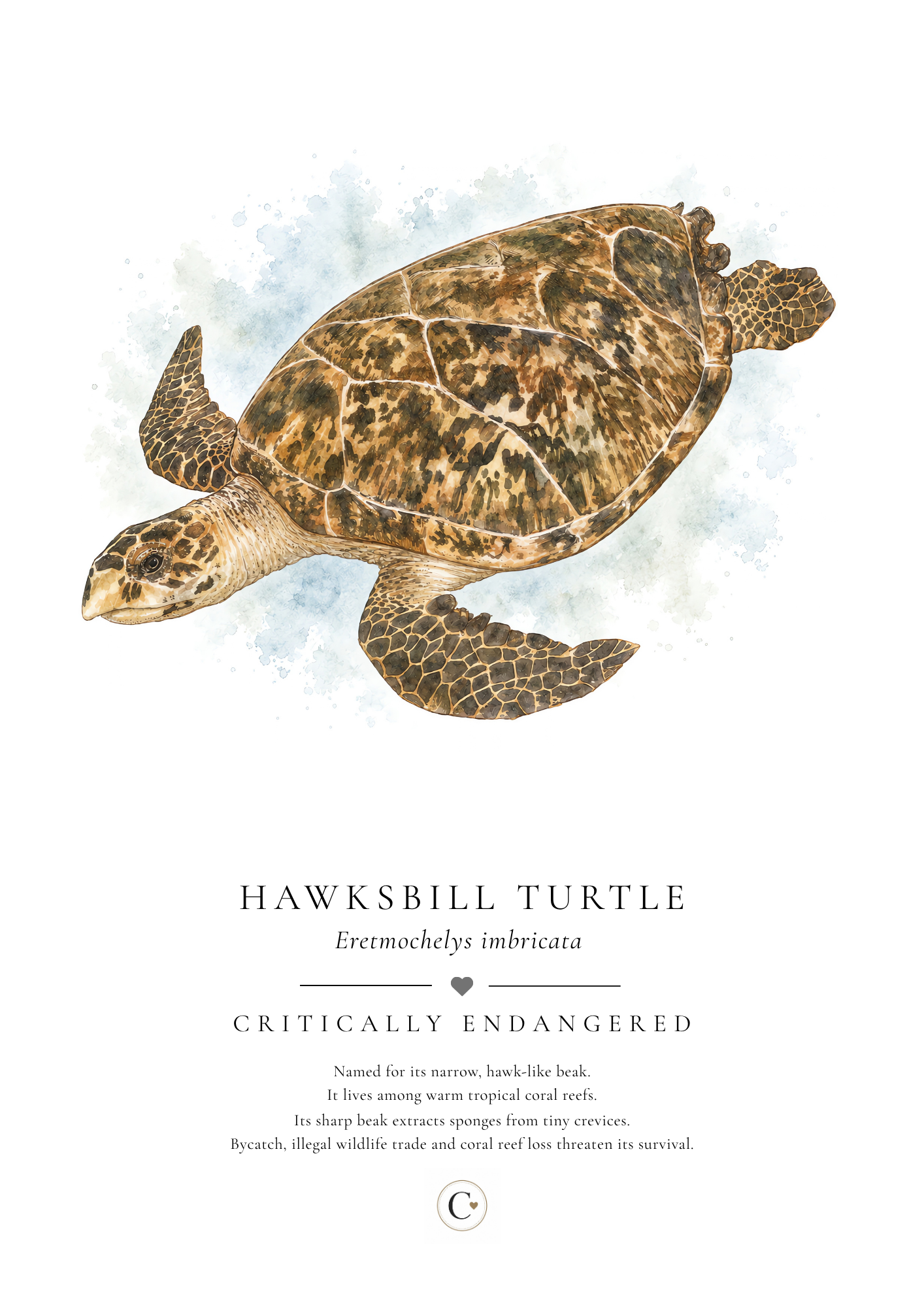 Turtle Creature Candy A4 Print.png