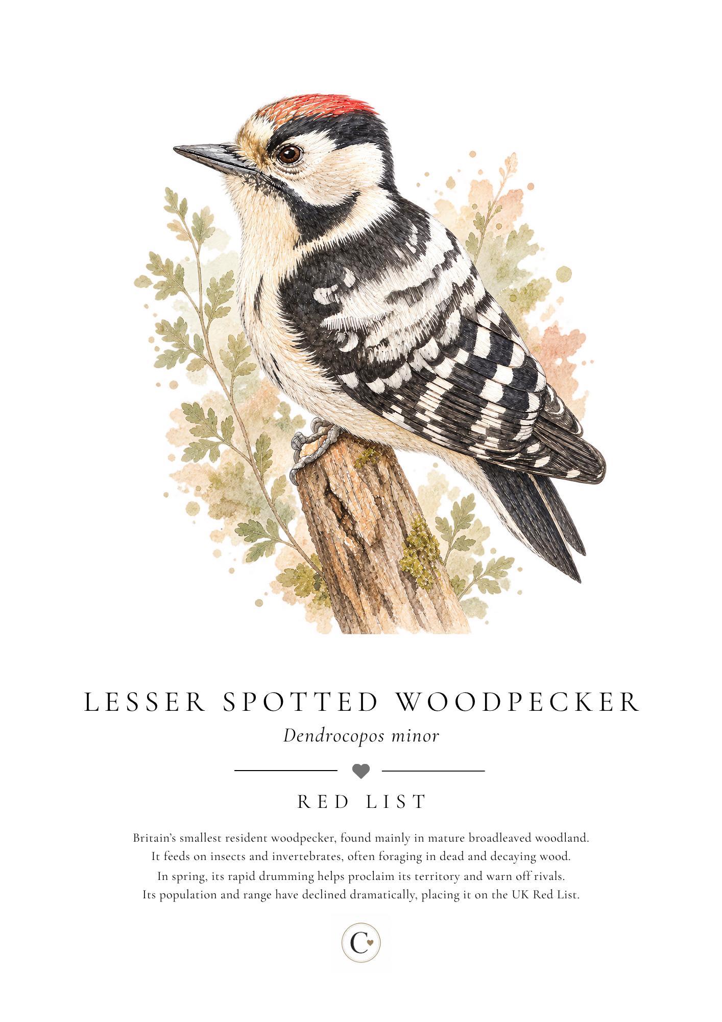 Print Lesser spotted woodpecker colour.png