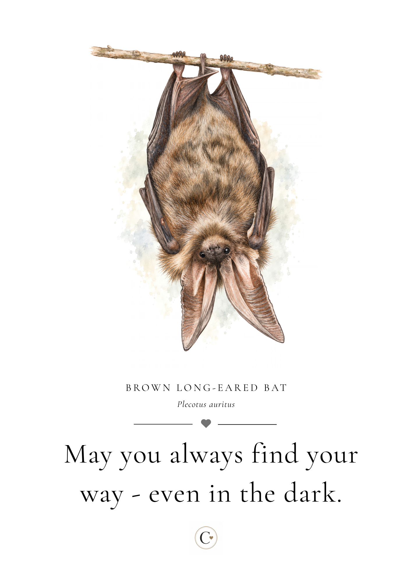 Christmas Gift Bat A4 Print.png