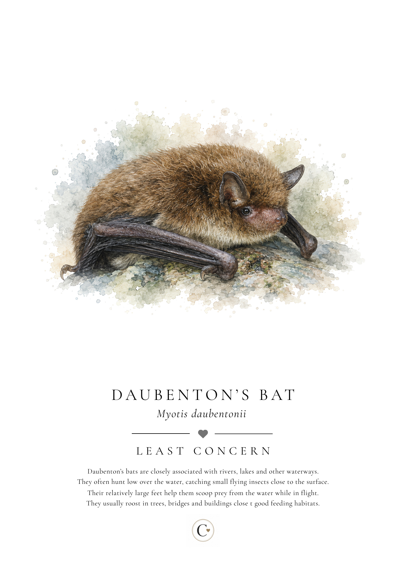 Daubenton's Bat Creature Candy A4 Print.png