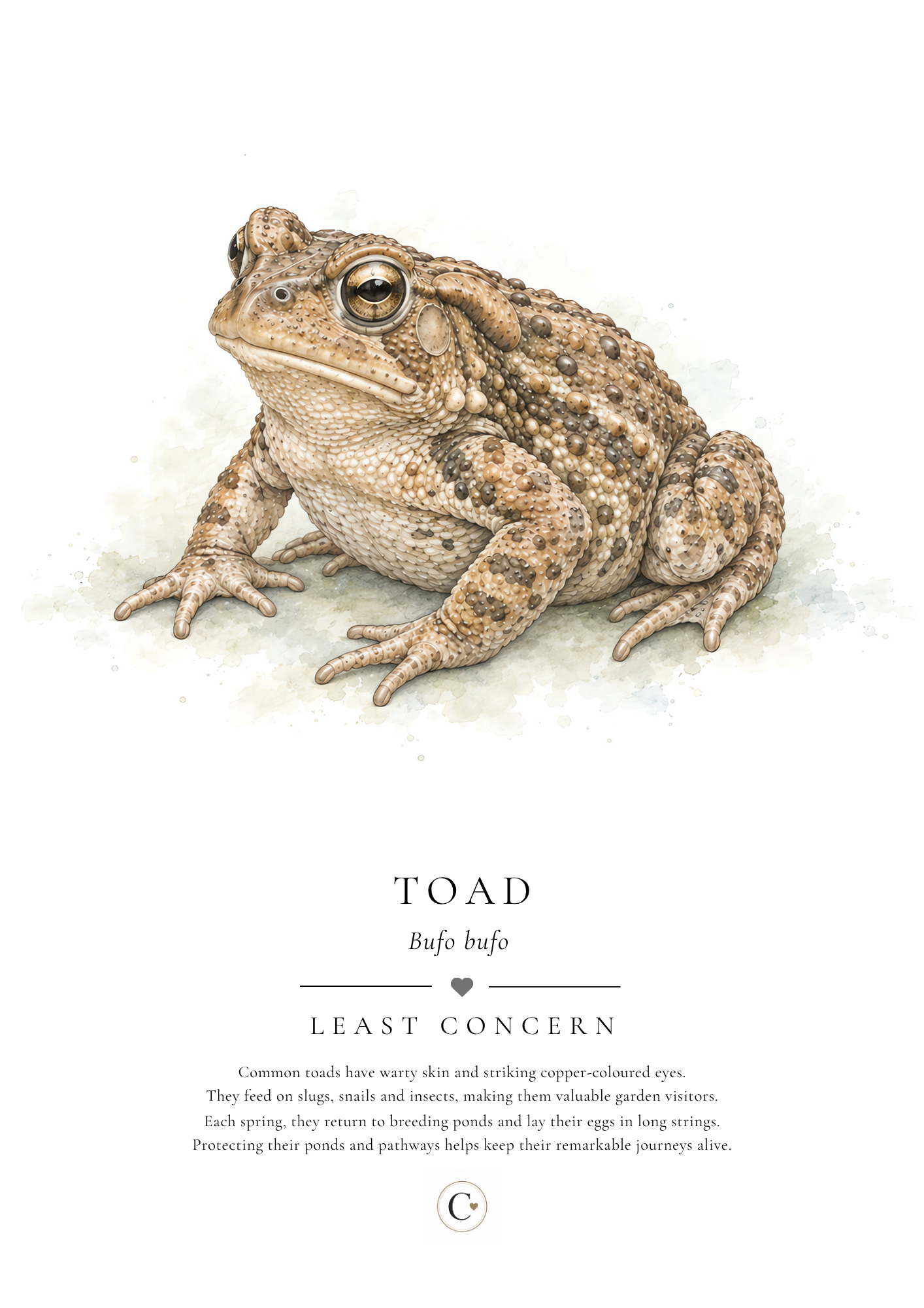 Toad Creature Candy A4 Print.png