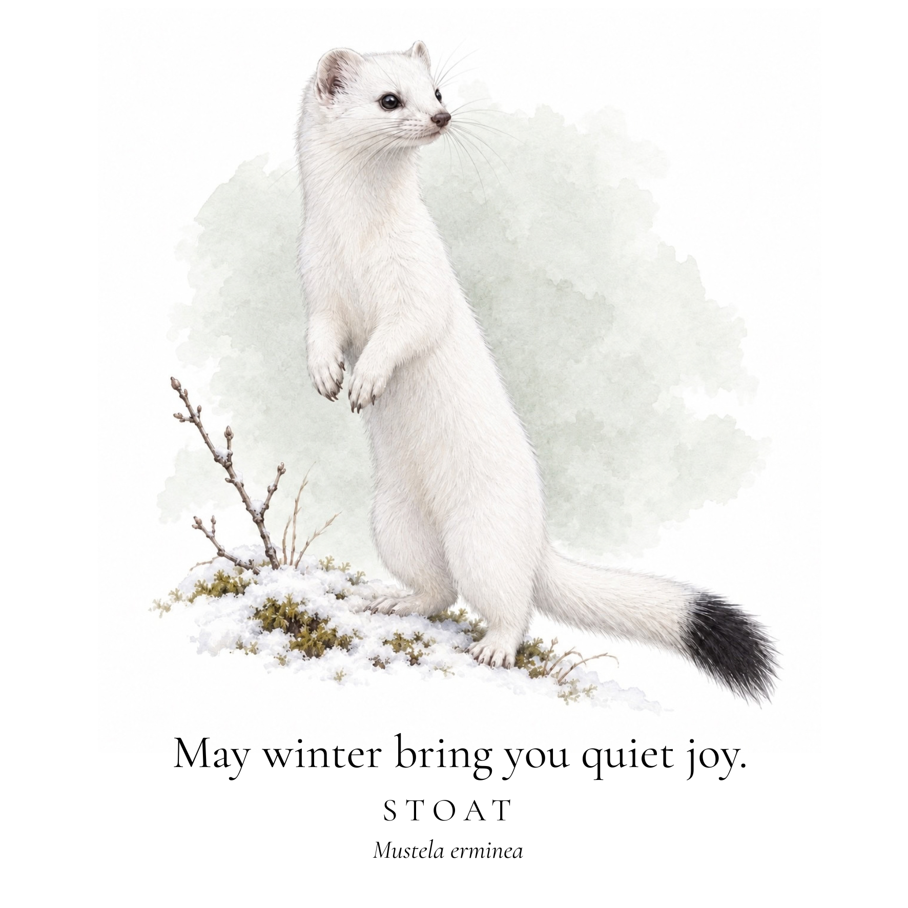 Christmas Cards Stoat.png