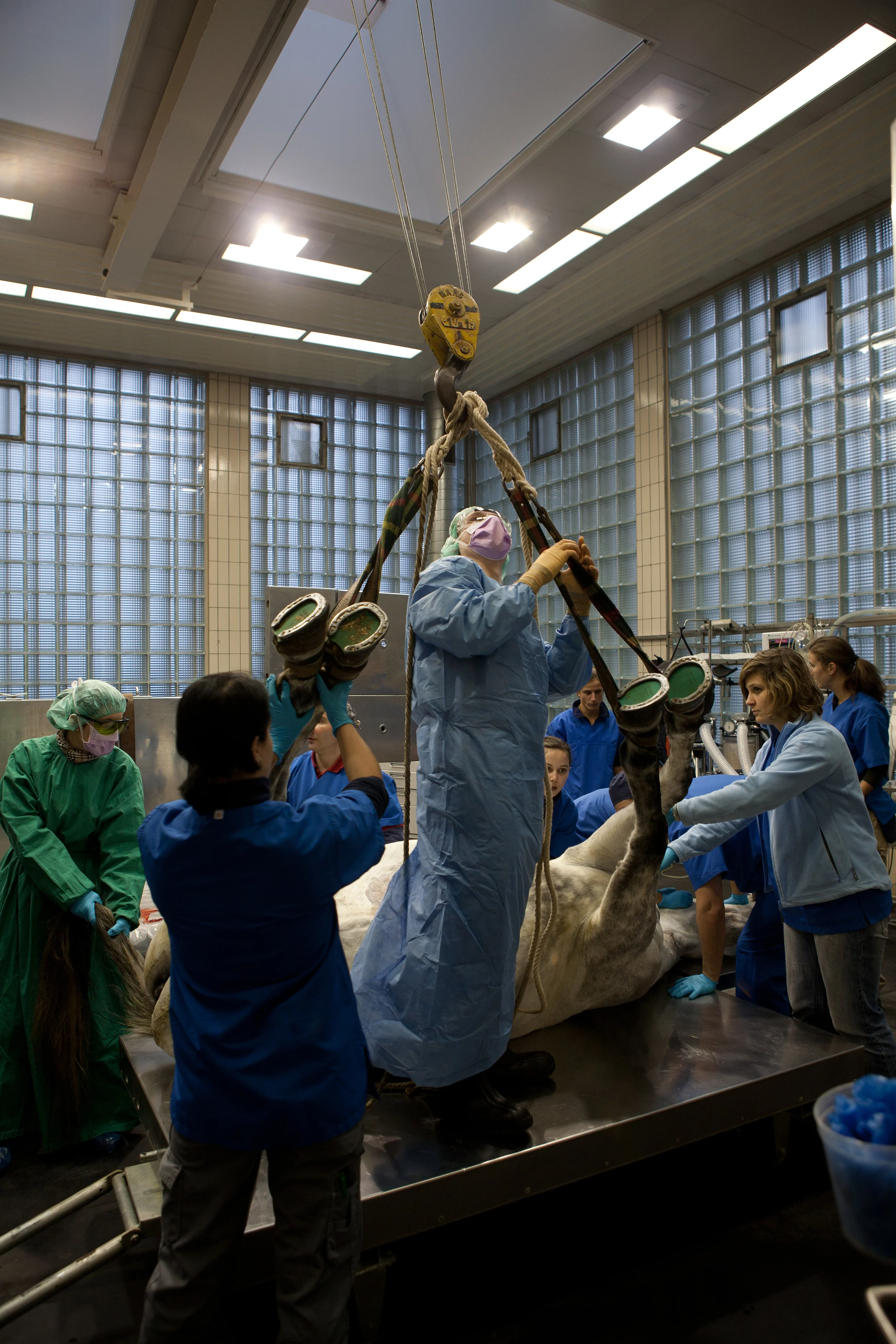 Reportage Pferdeklinik ds Tierspitals Bern