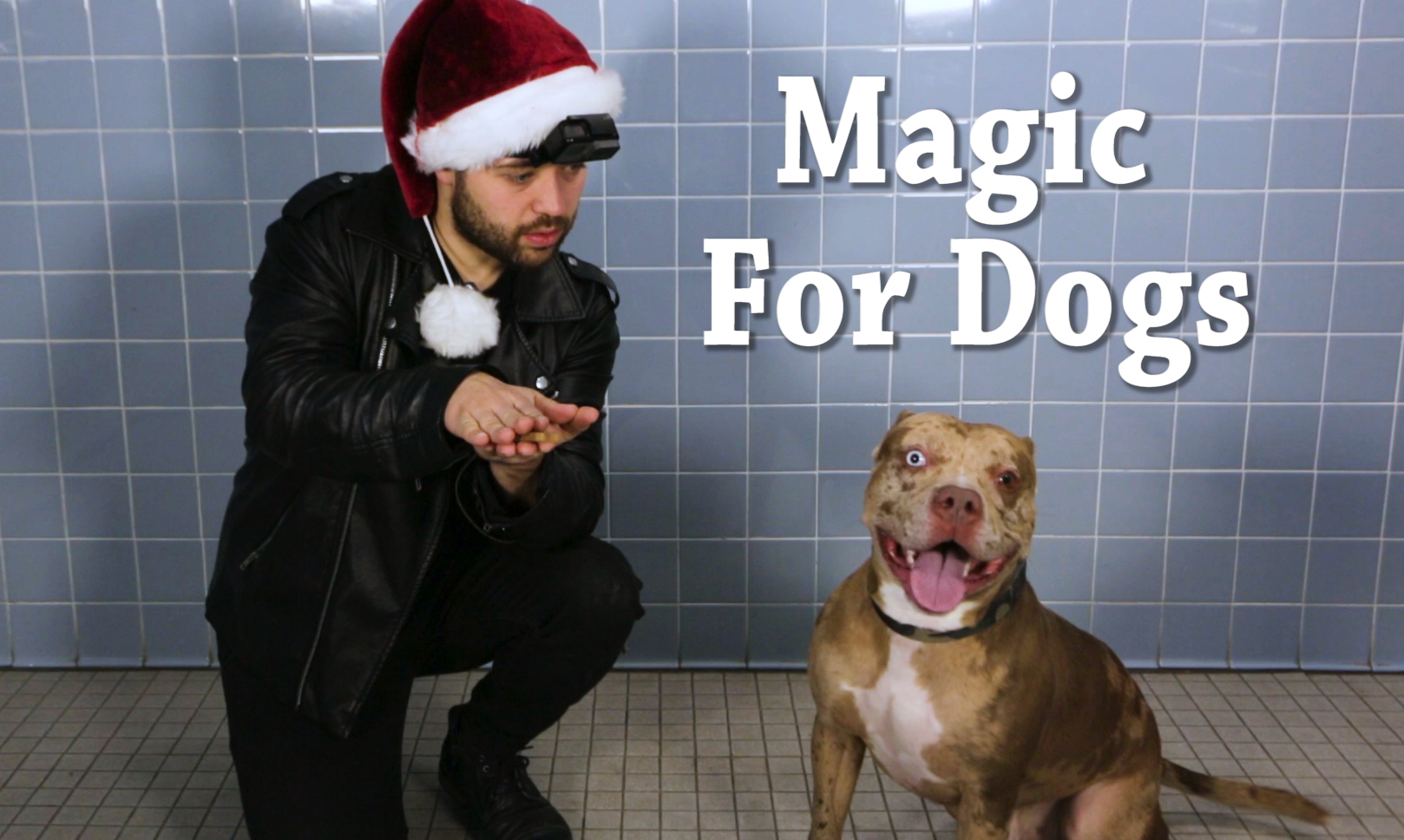 Magic for Animal Shelter Dogs Thumbnail.jpg