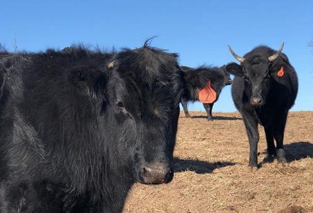 MMB EP. 214 chat with Patrick From KC Cattle