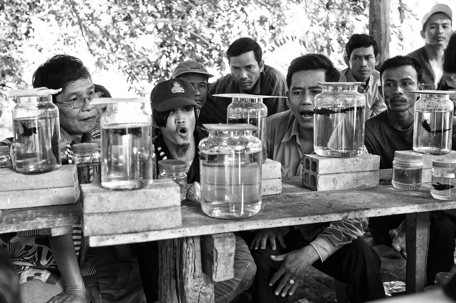 Betta fish fighting, Battambang Province, Cambodia, 2011