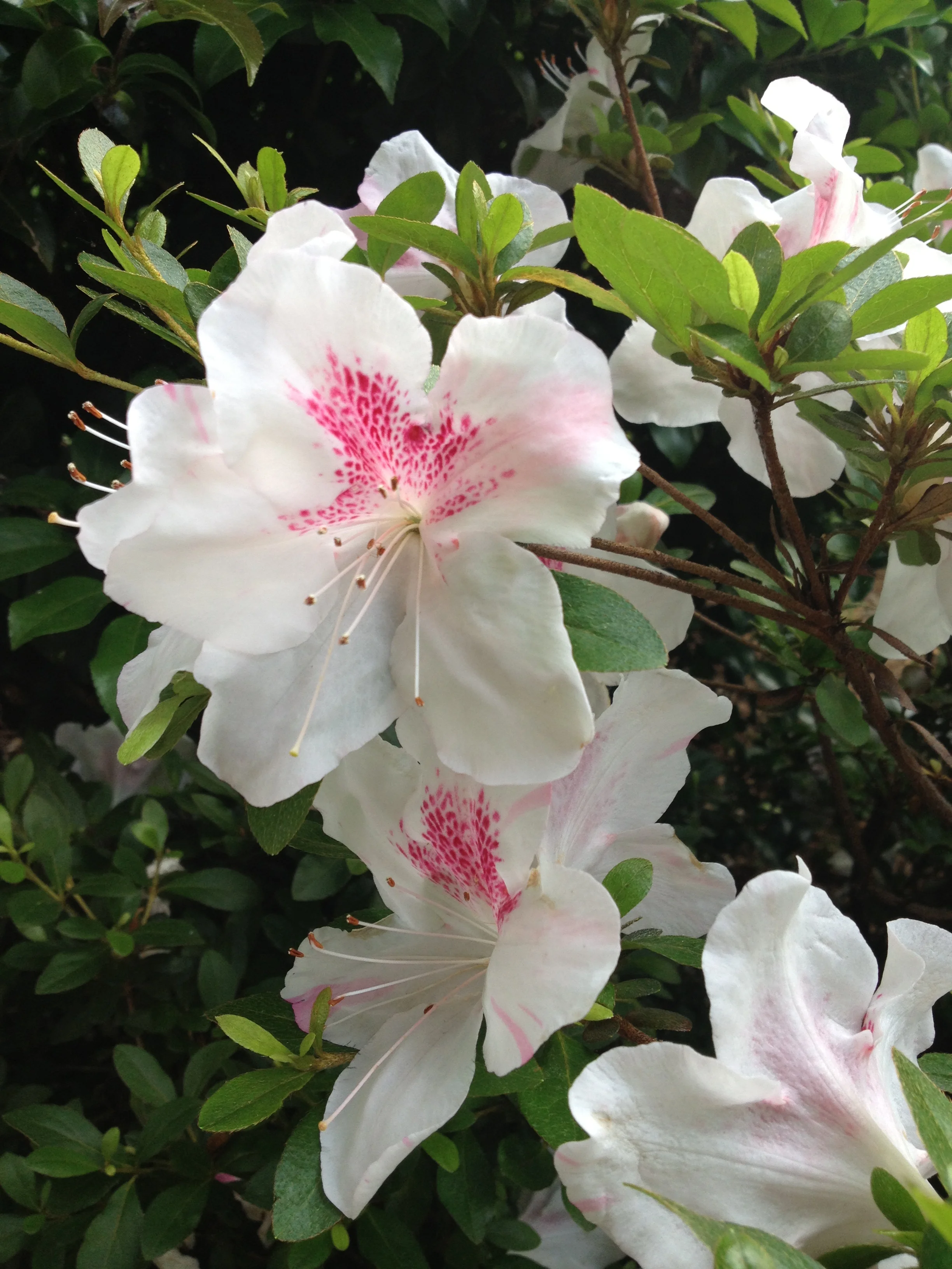 Good Morning Sunshine