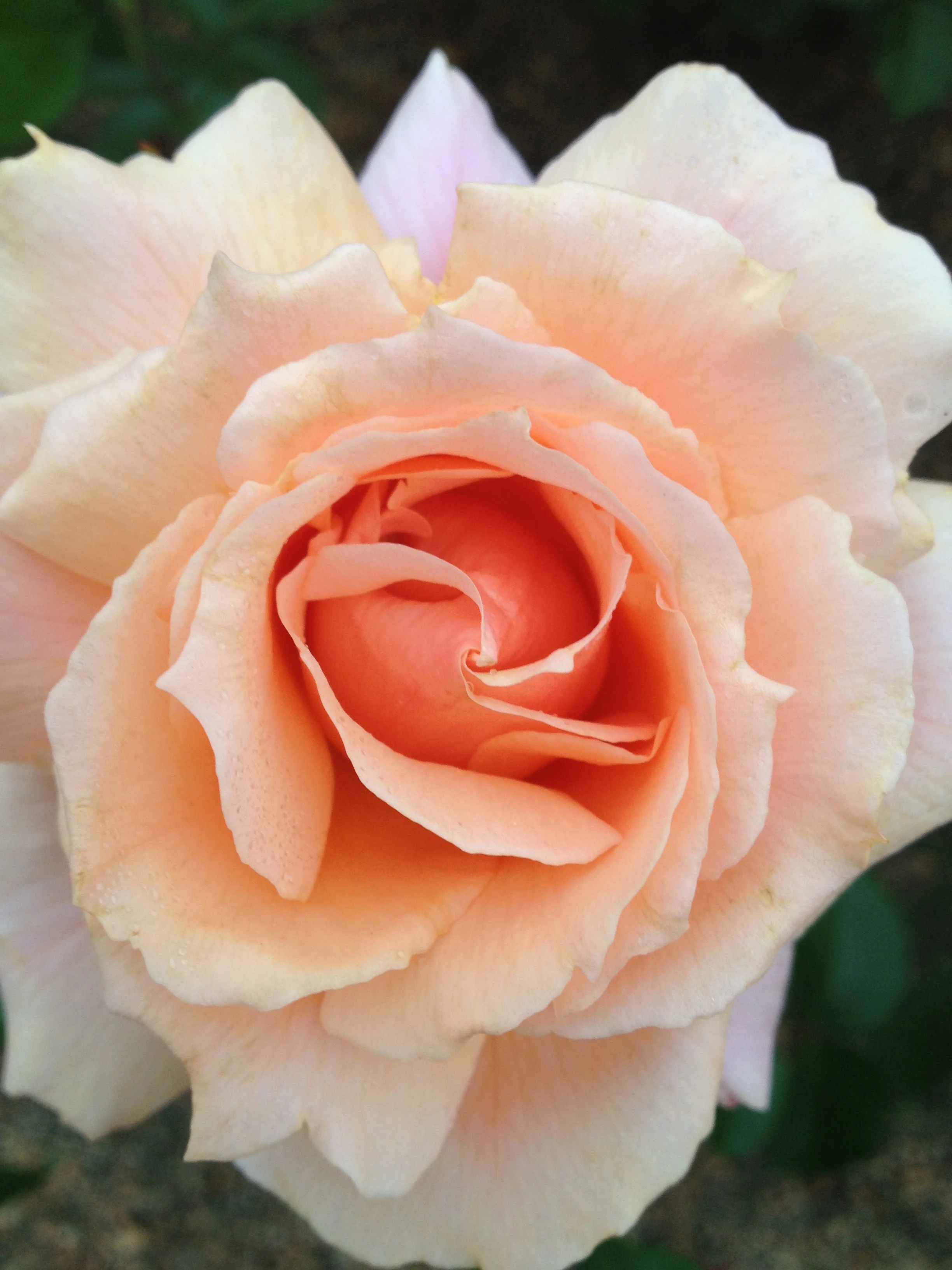 Reiki I Class ~ Evening