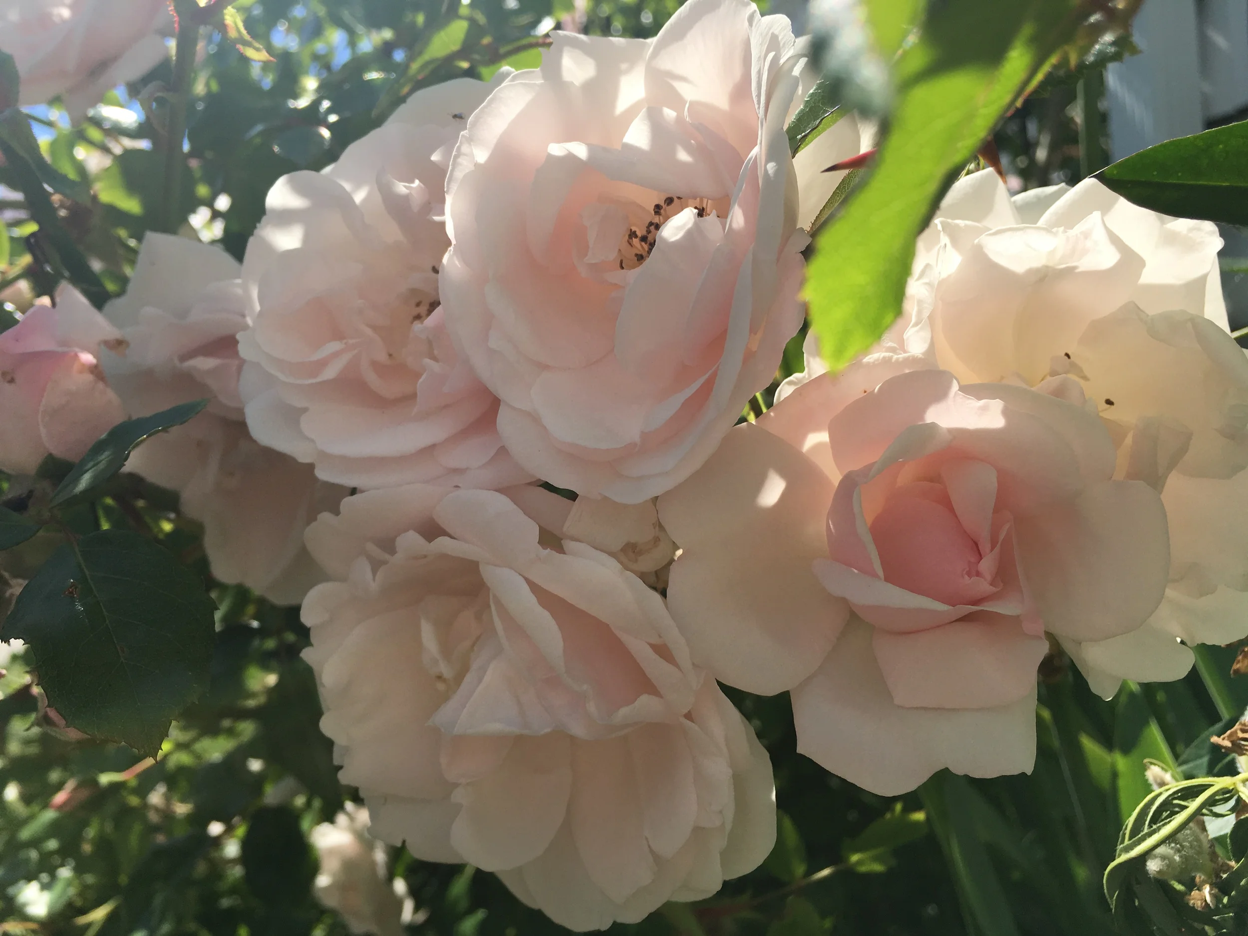 Good Morning Sunshine