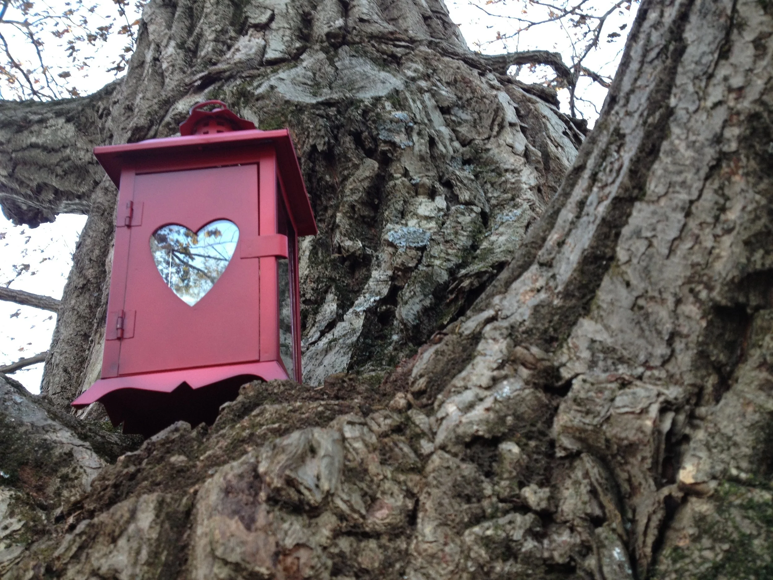 Meet Your Animal Guides