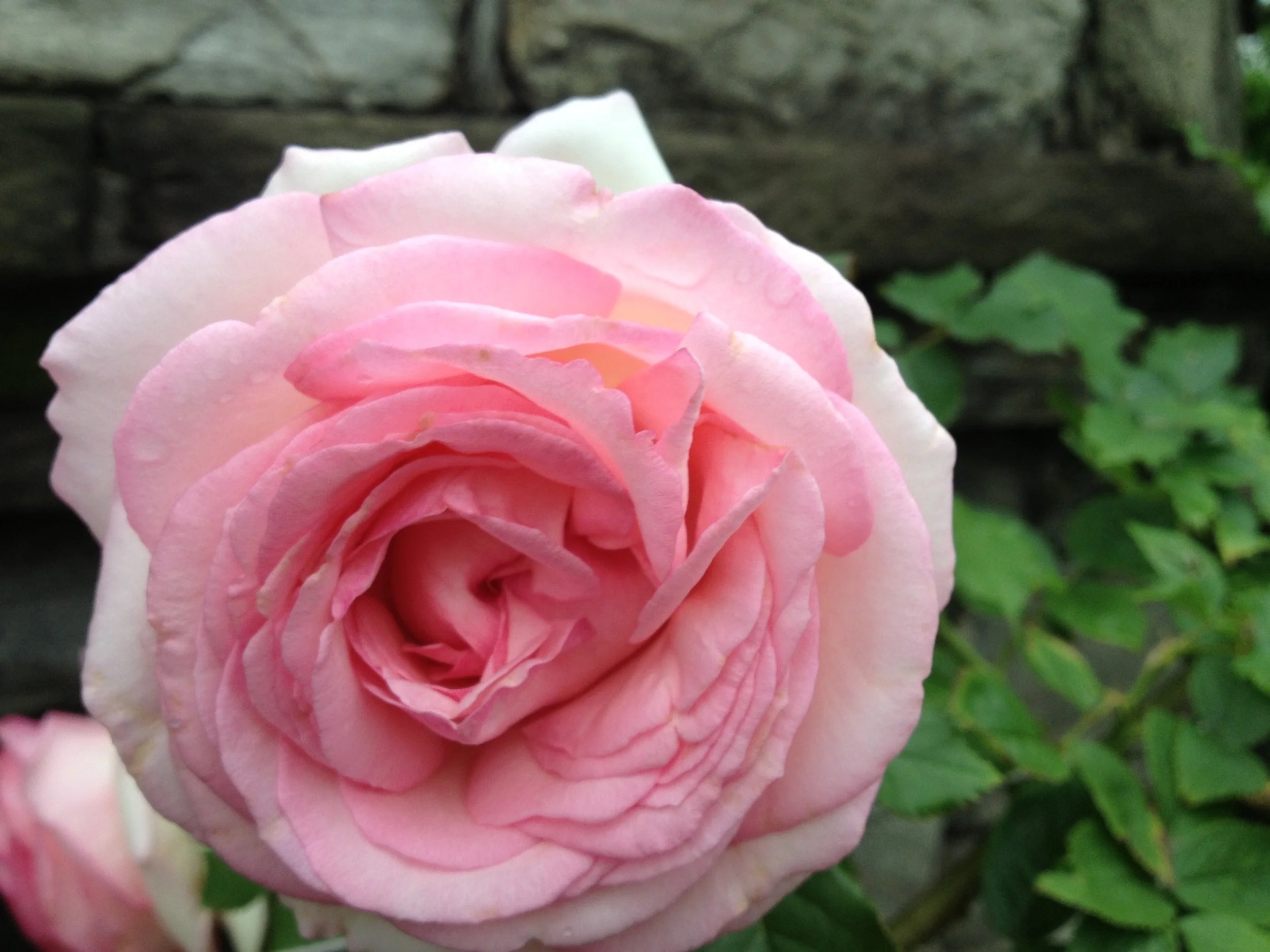 I AM Beauty ~ Know it...Claim it!!!