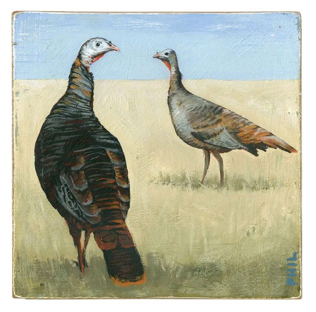 Phil: Wild Turkeys for Country Gardens