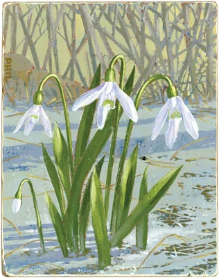 phil paints the first flowers of Spring