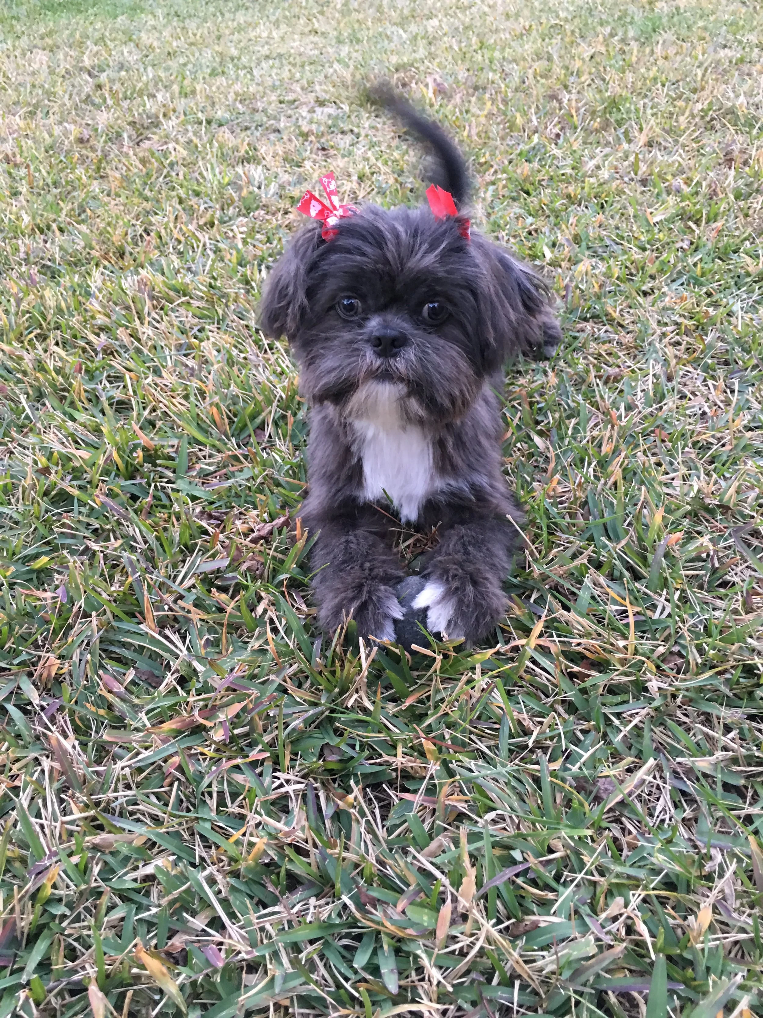 I believe I'm as cute as my ball, thank you very much!
