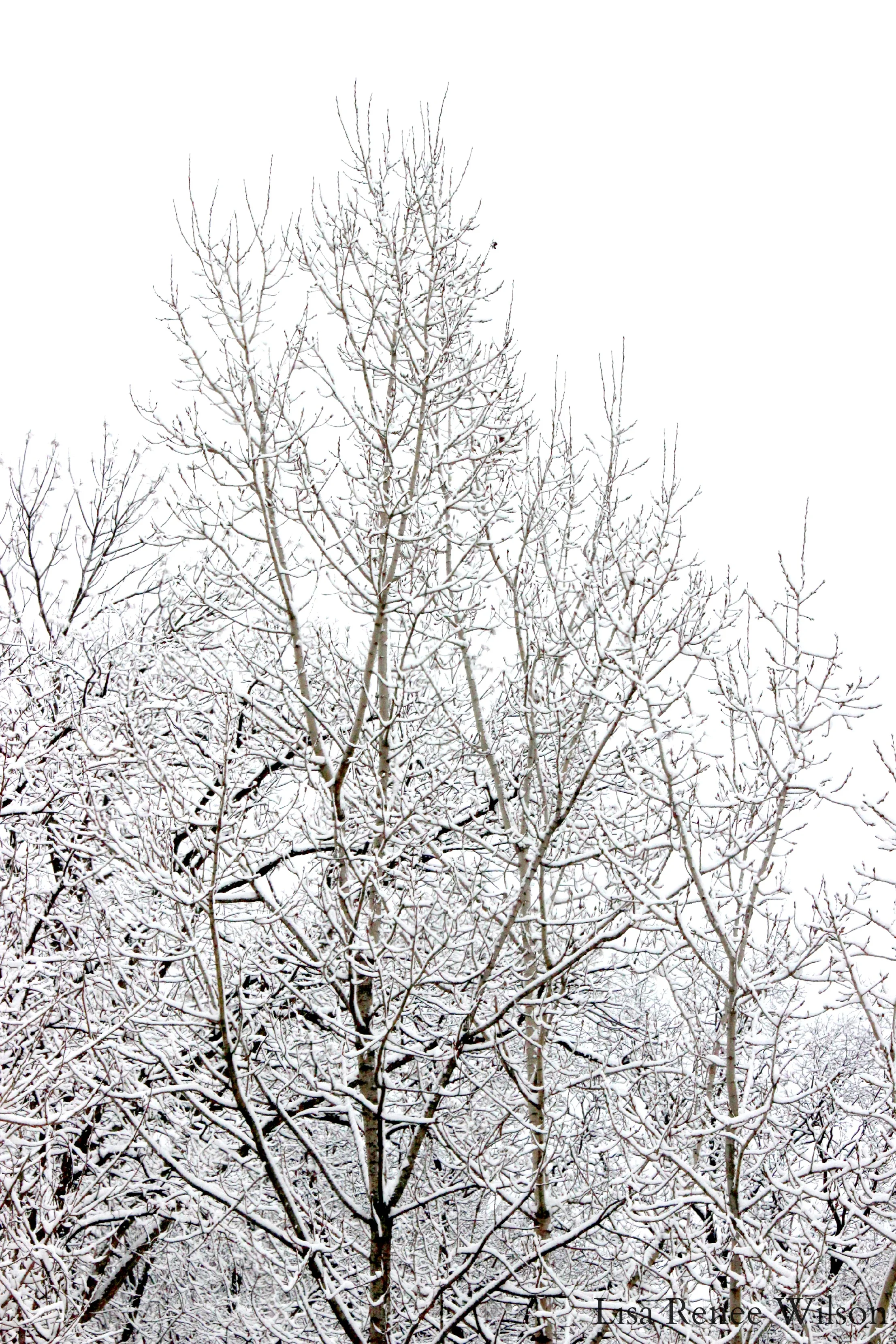 IMG_3513_SnowyTreeTops.jpg