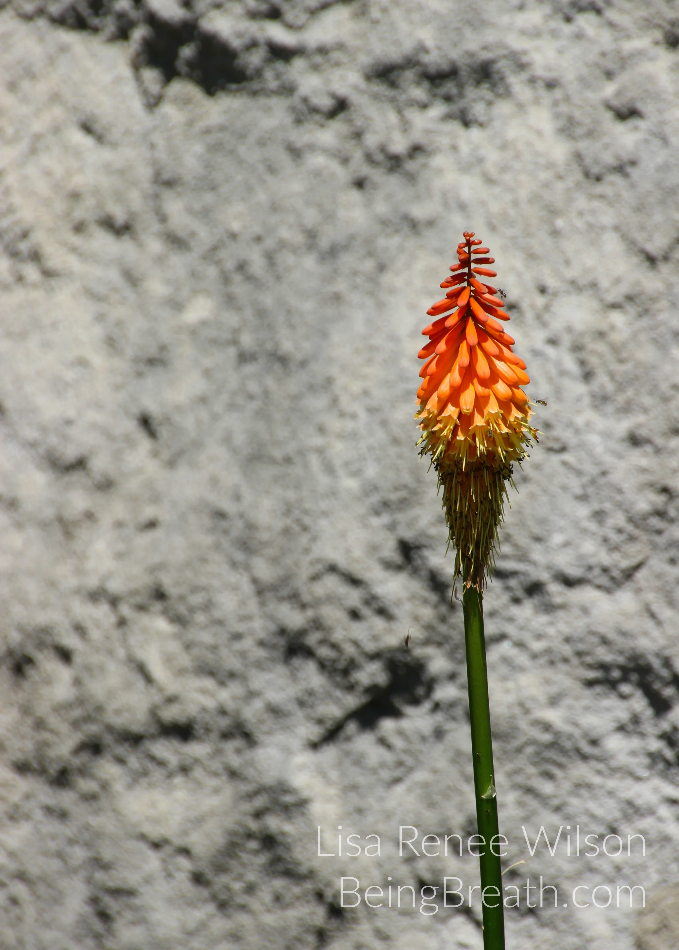 Art_Photo_WM_IMG_0437_OrangeFlower.jpg