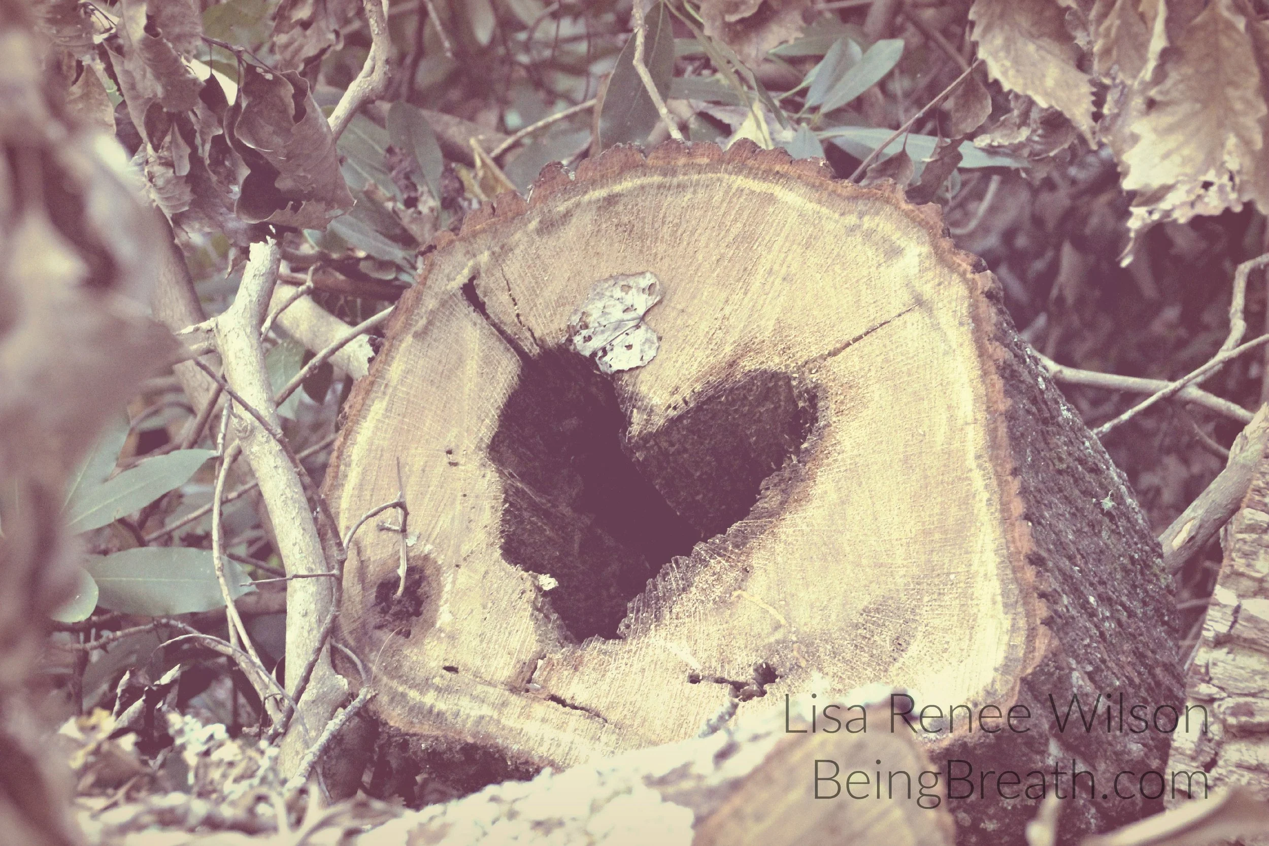 Art_Photo_WM_IMG_0282_HeartInLog.jpg
