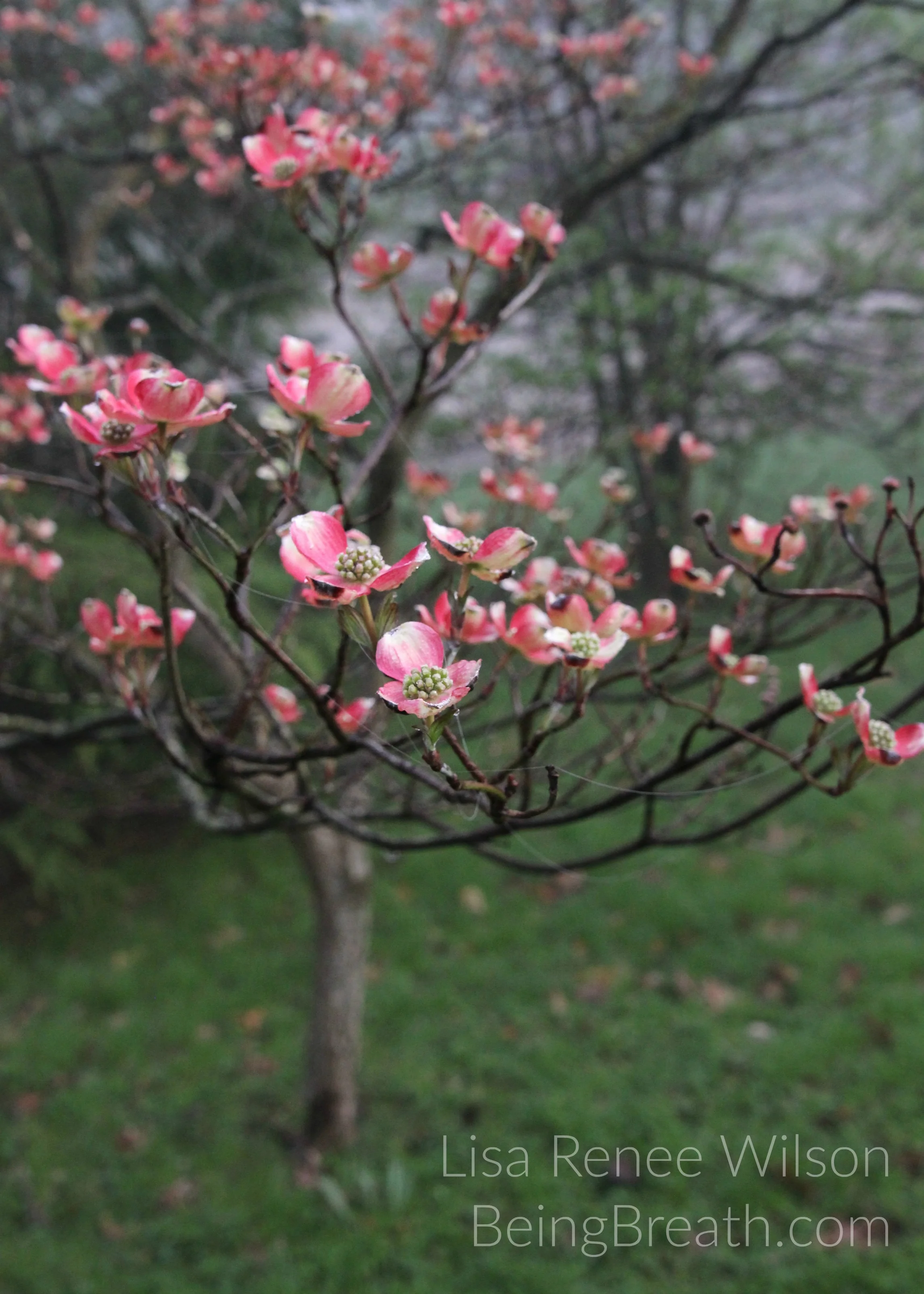 Art_Photo_WM_IMG_4494_PinkFloweredTree.jpg
