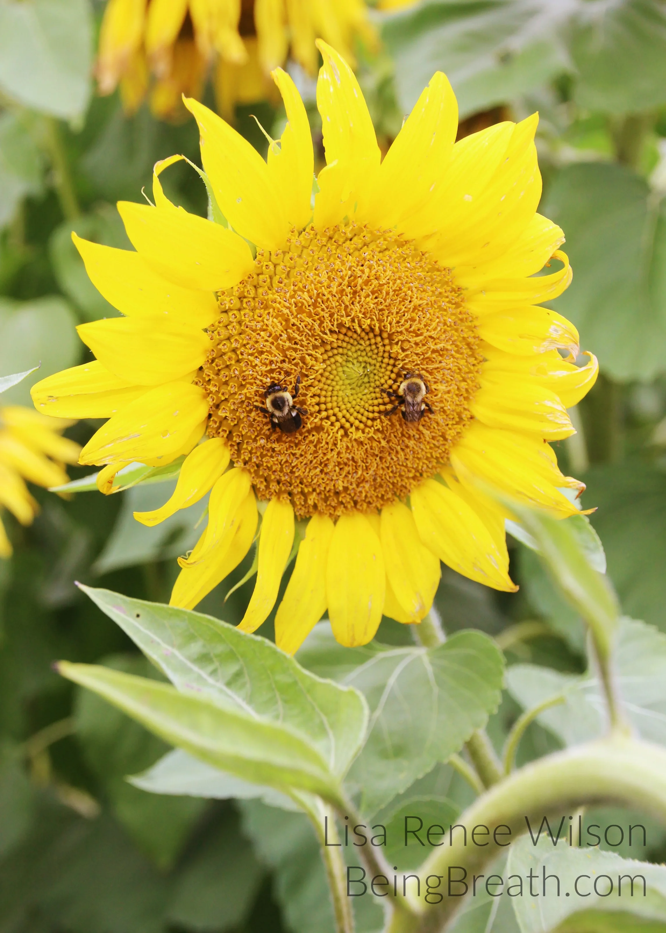 Art_Photo_WM_IMG_5668_HappySunflower.jpg
