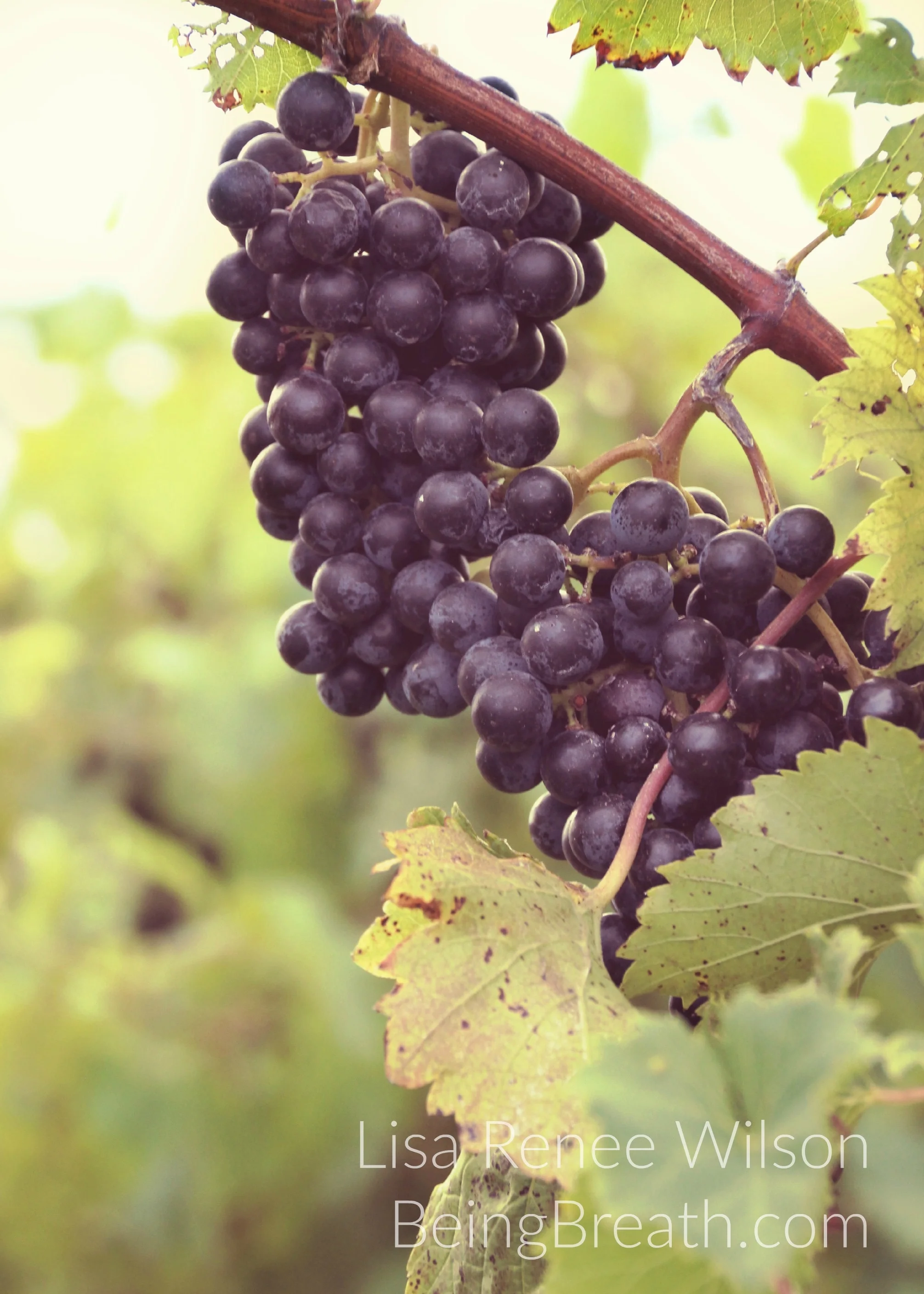 Art_Photo_WM_IMG_9205_grapevine.jpg