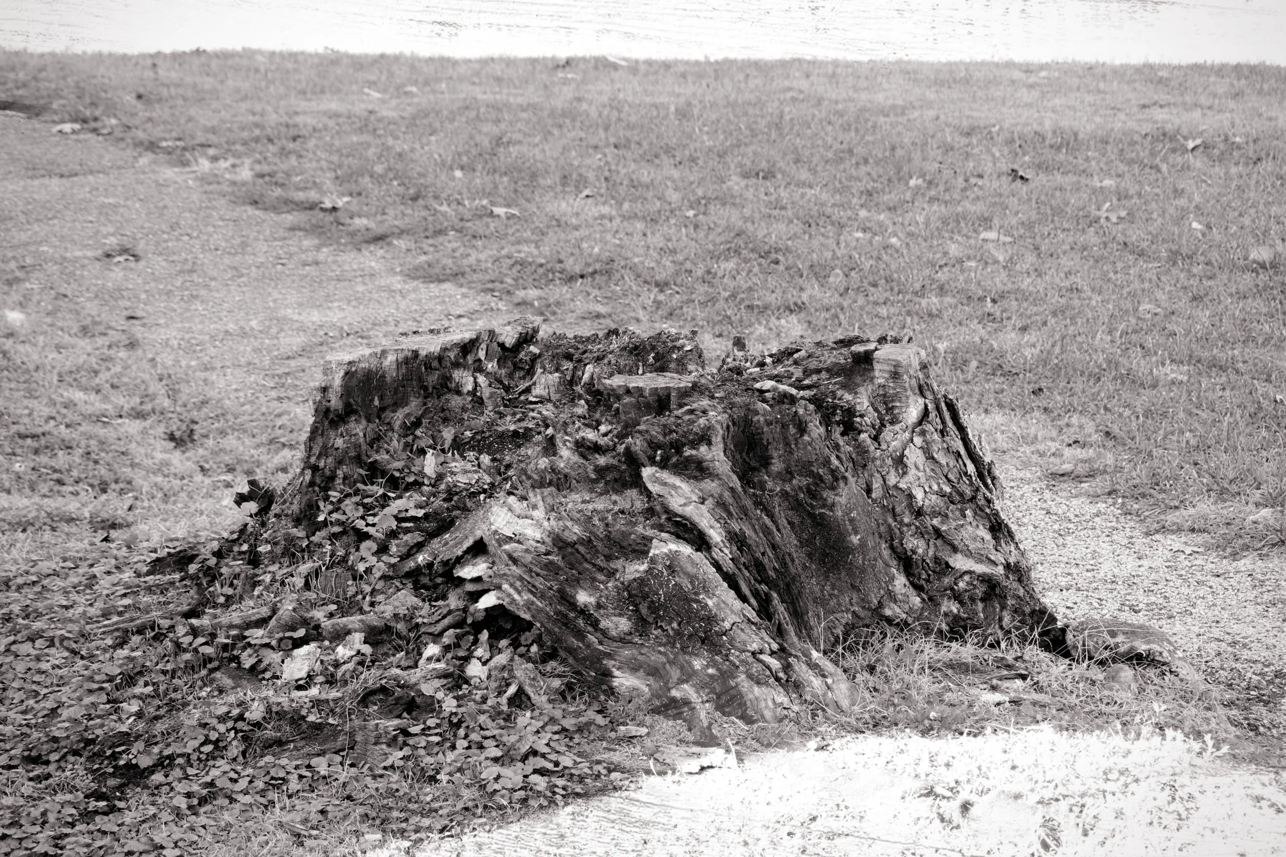 Blog_TreeStump_2018_10_28_9999_30_e.jpg
