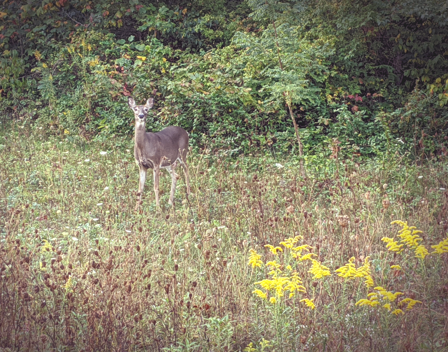 Deer2_IMG_20200922_091303.png