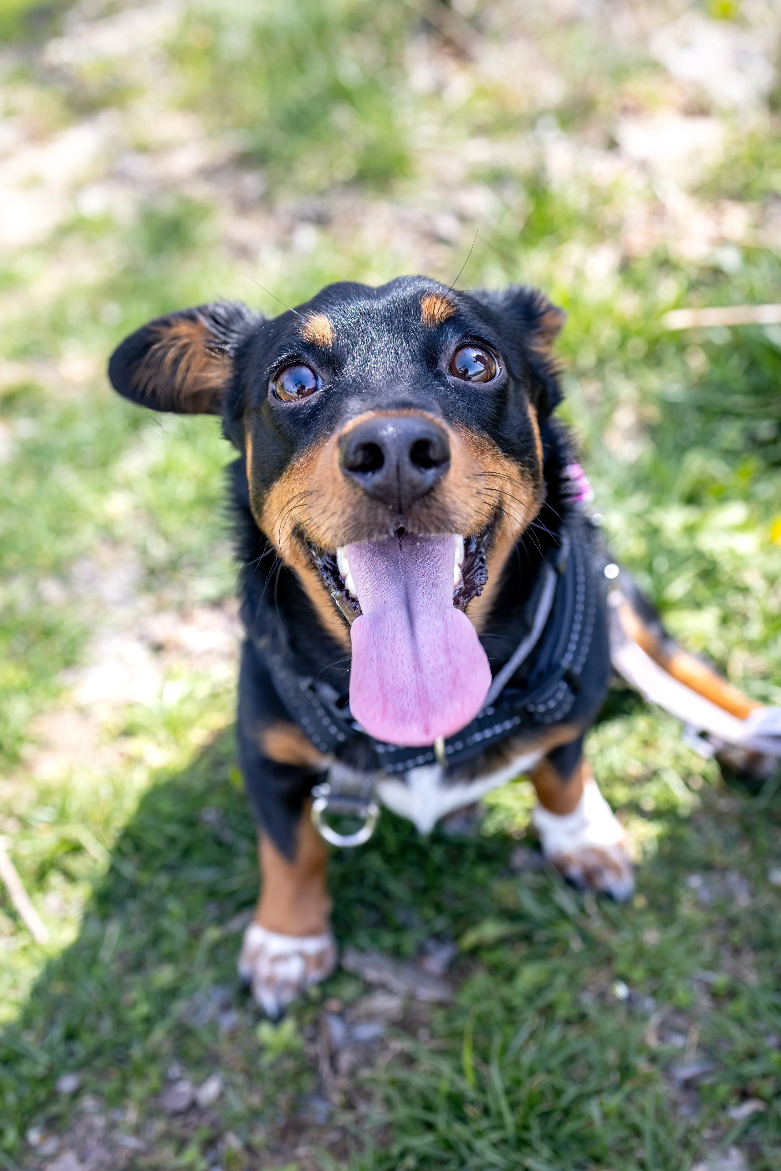 240330-MadPawsDoggieEggHunt-9802-Edit.jpg