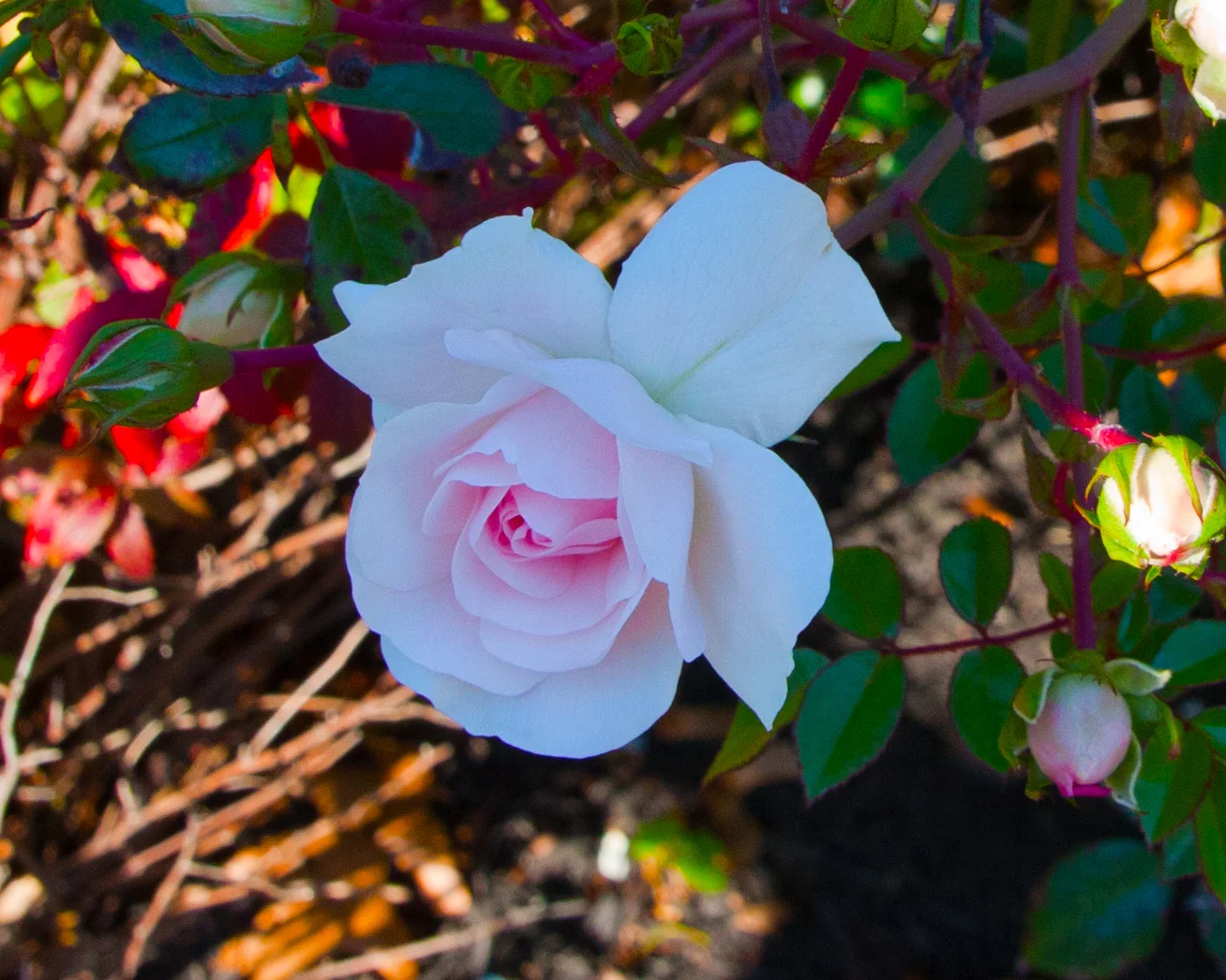 IMG_2355-Edit.jpg