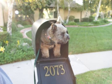 Bru waiting for the mail.jpg