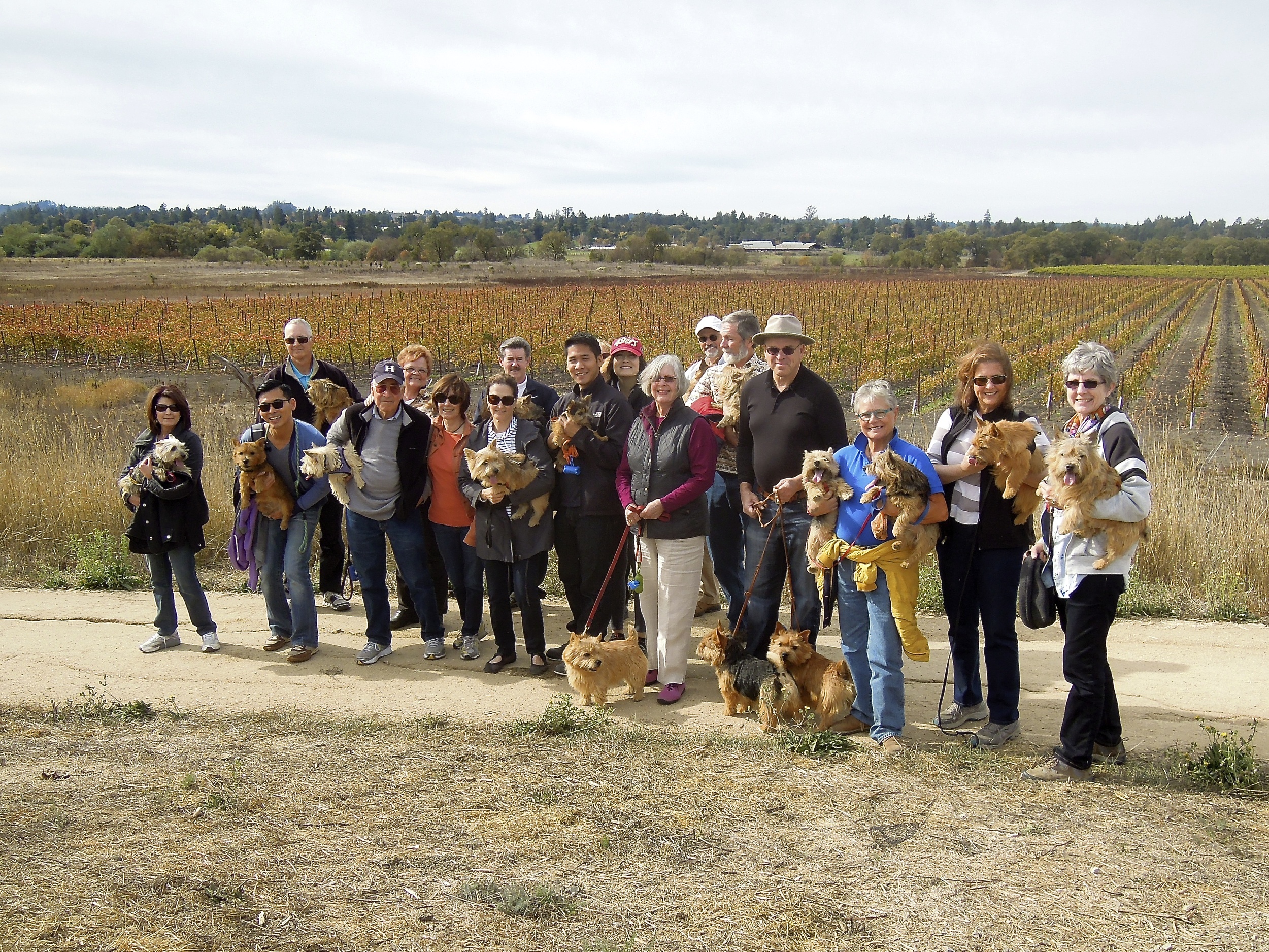 Dog walkers at Balletto Winery 2013.jpg