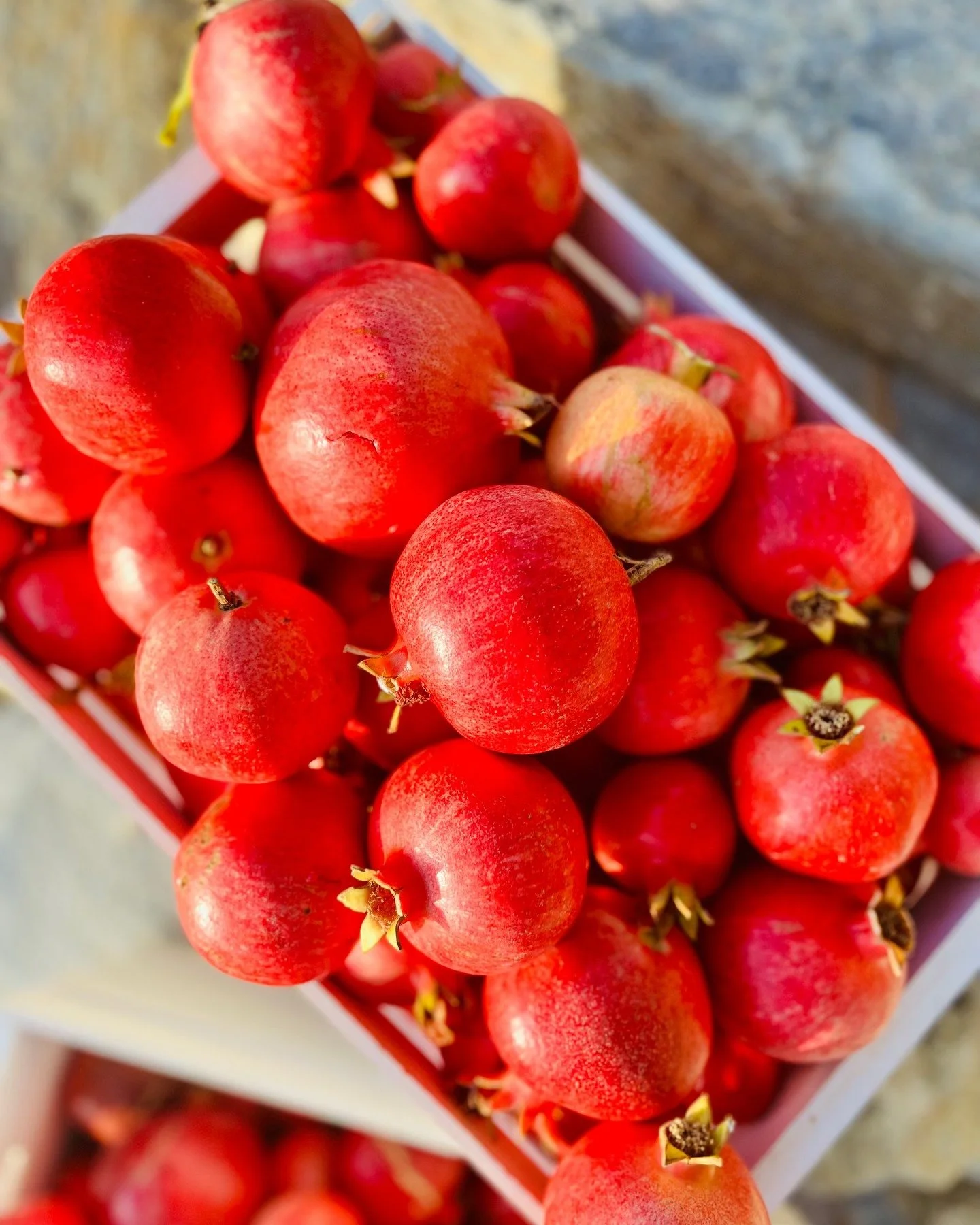 The day has come! Pomegranate Harvest 2024 😍