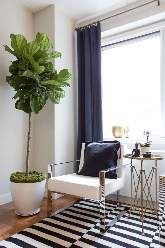 Chair and Plant.jpeg