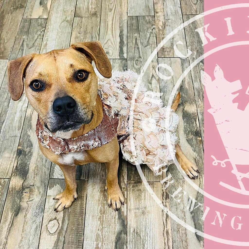 As part of Downtown Derry Derby Day, we&rsquo;re teaming up with @darbsterdoggy for a fancy Derby-themed Dog Adoption!  No need to dress up, because the adoptable pups will be taking it to the nines!  We&rsquo;ll have a special Mint Julep inspired be