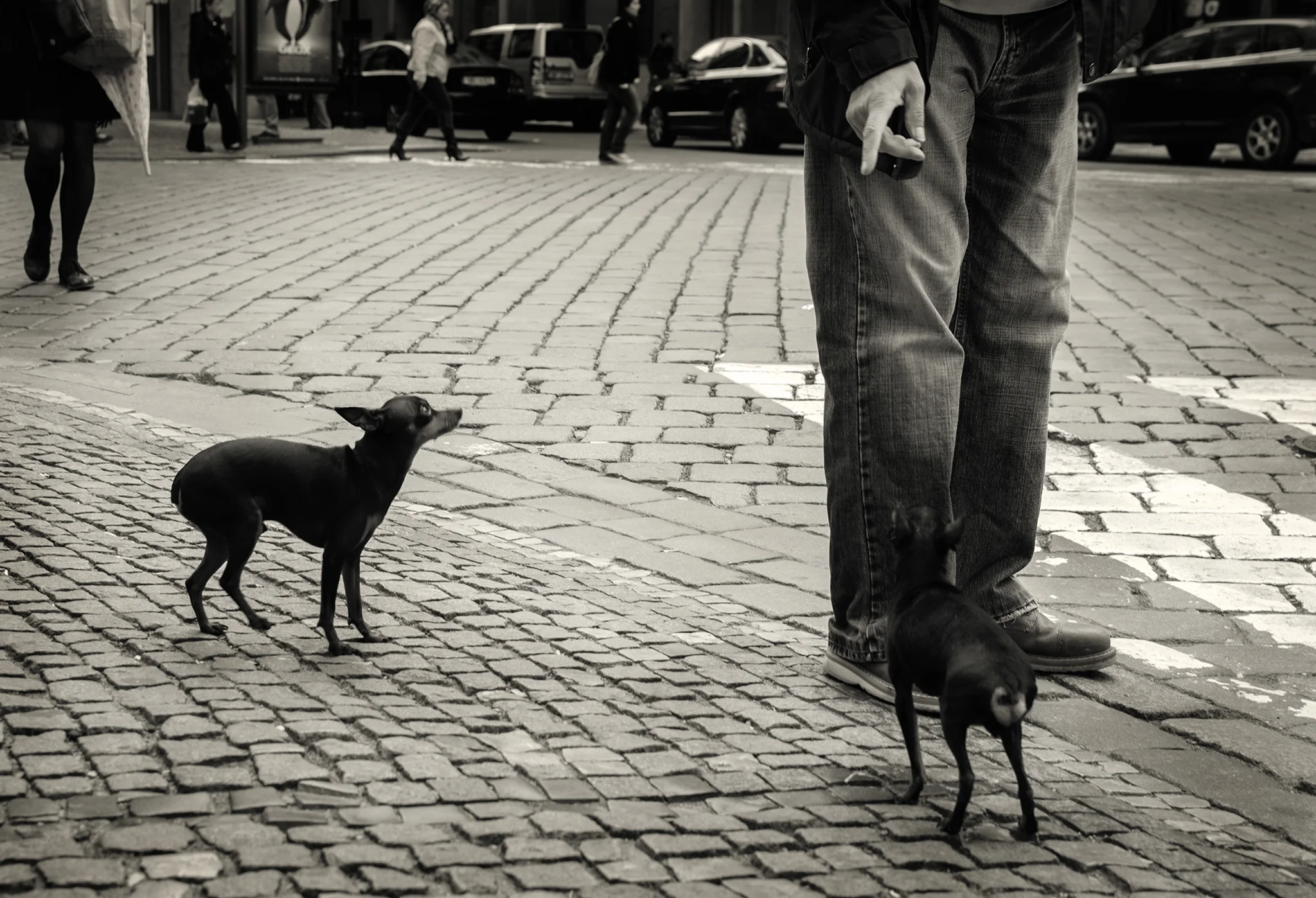 good doggies.jpg