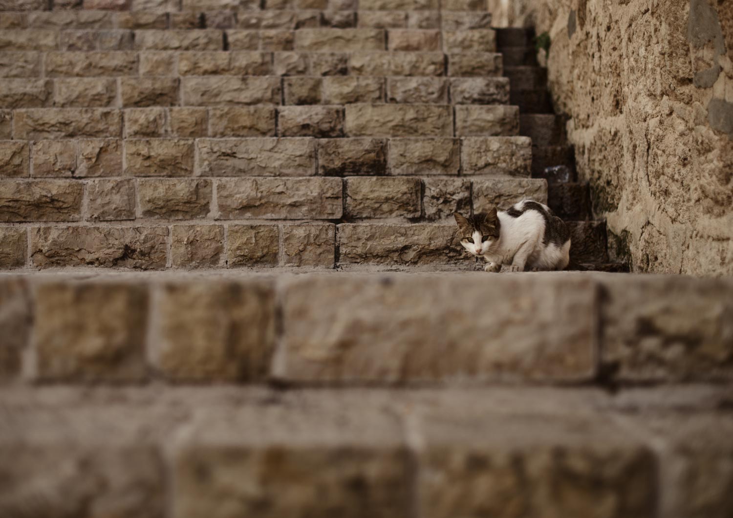  Jerusalem was filled with roaming cats. 