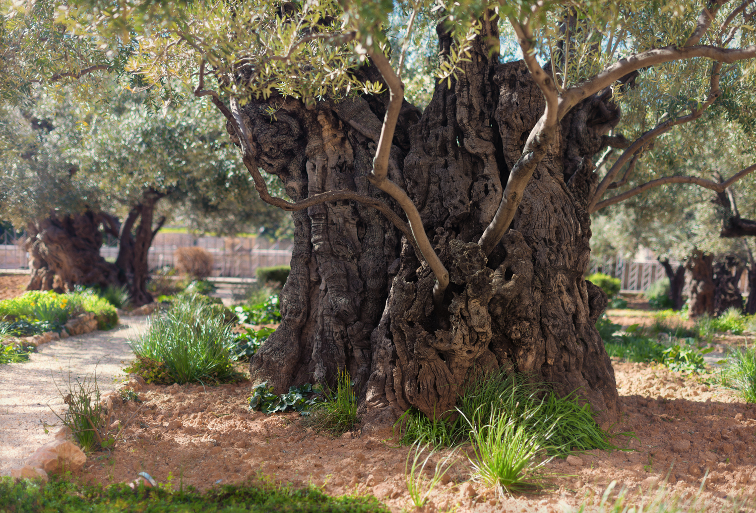  An old olive tree in the Garden of Gethsemane. 