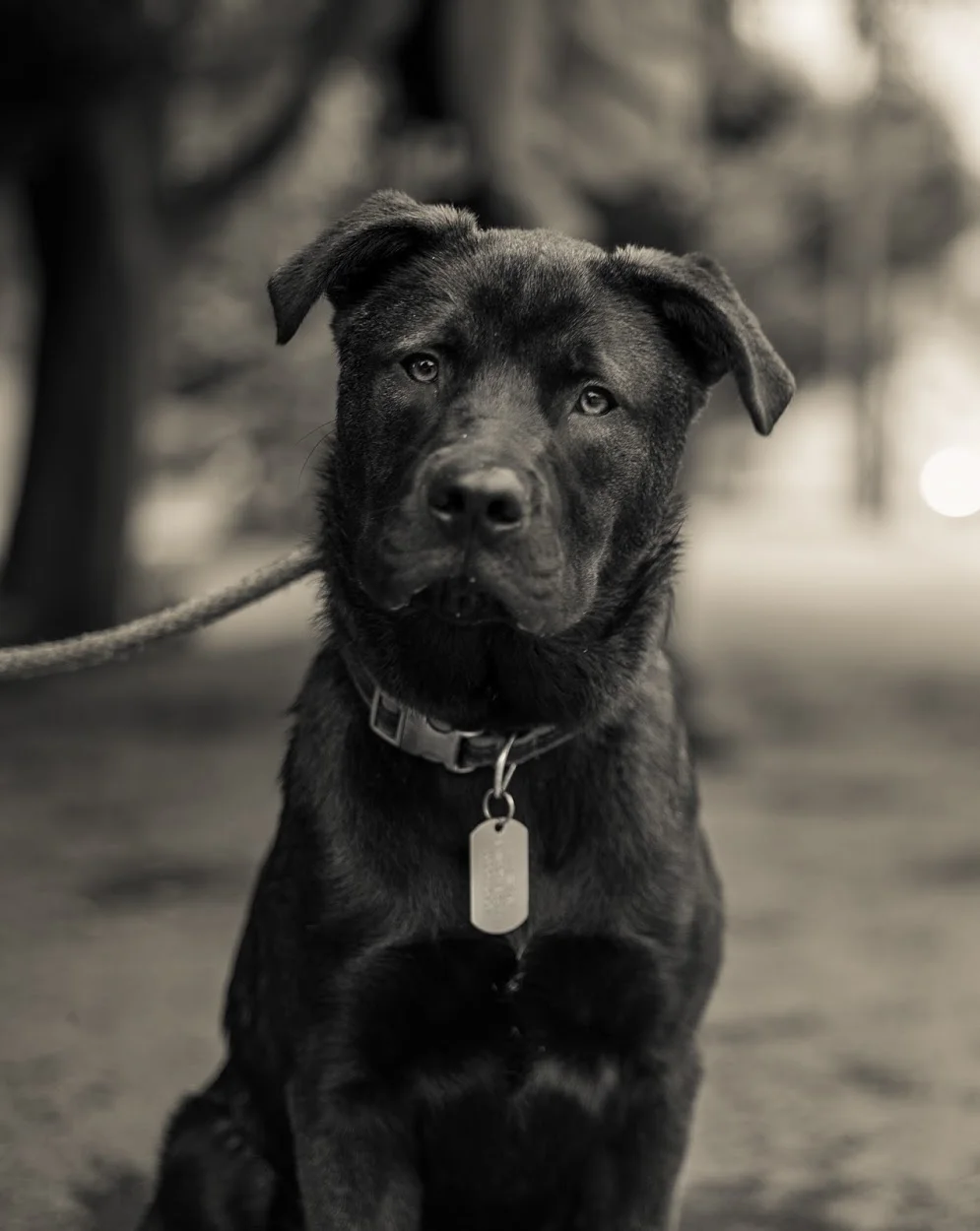 curious-dog3FB.jpg