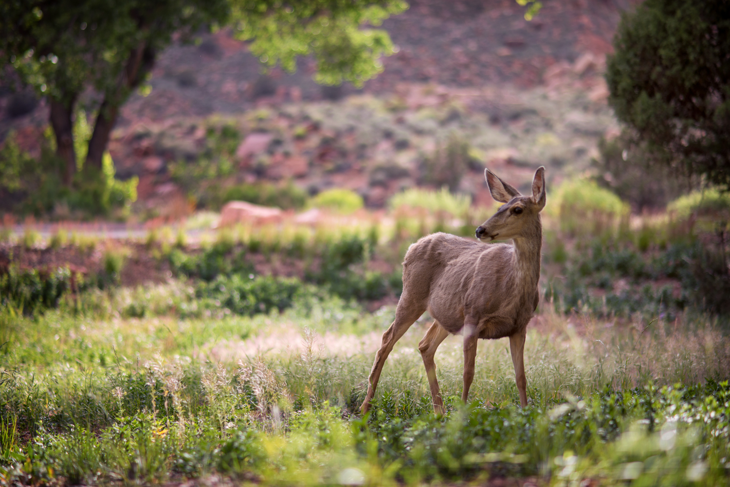 Deer-Zion.jpg