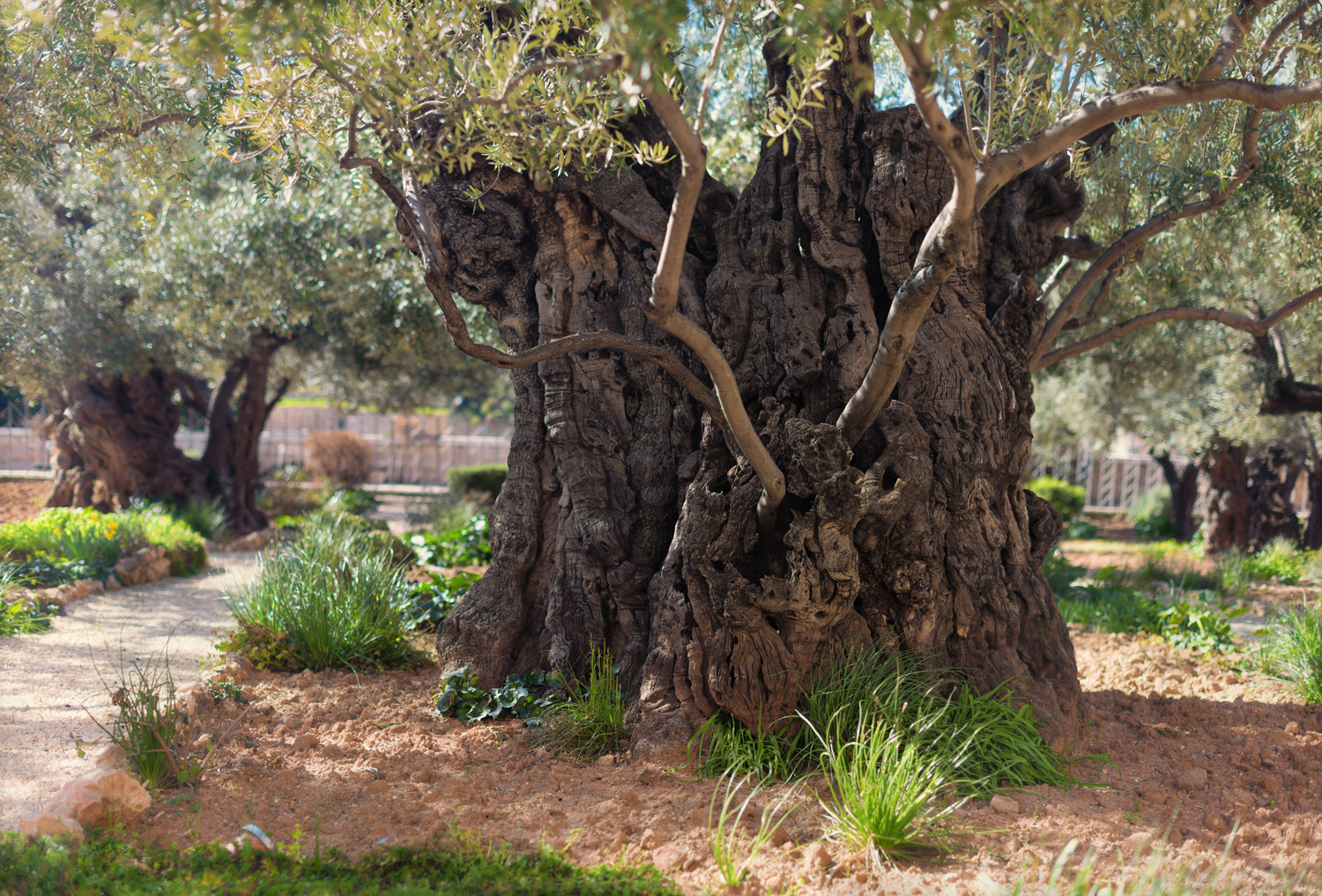 olive-tree1.jpg