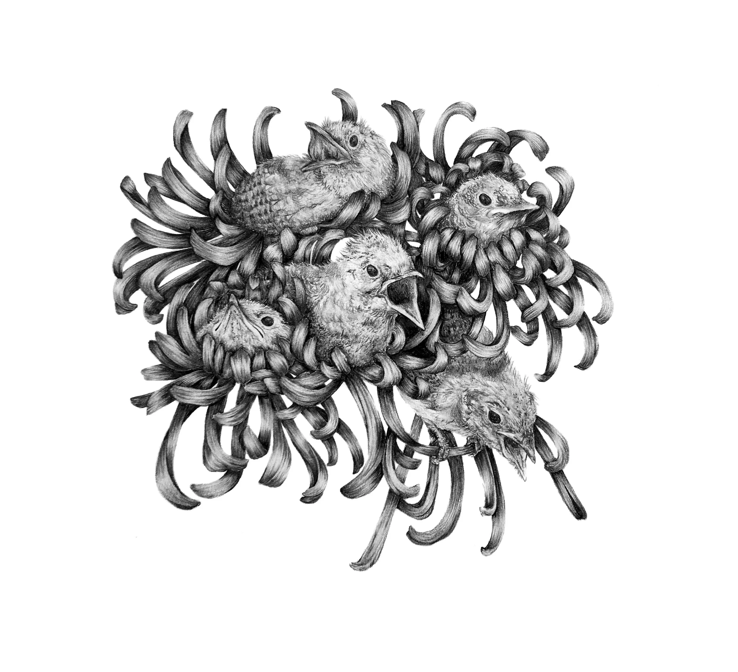 Nest of 'Mums.jpg