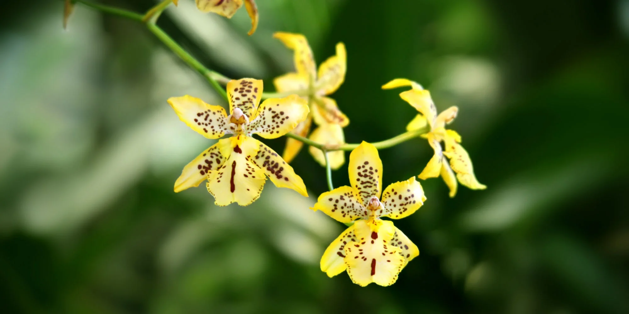 Orchid2.jpg