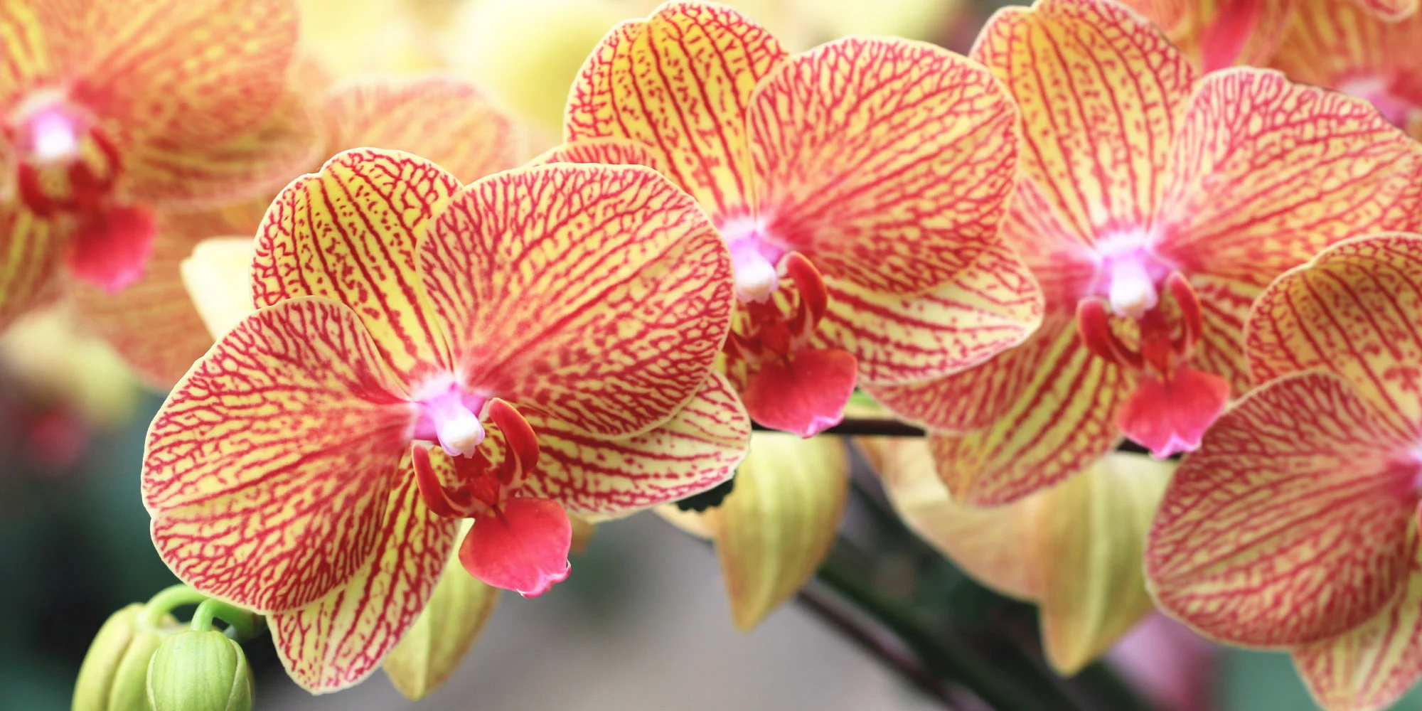 Orchid1.jpg