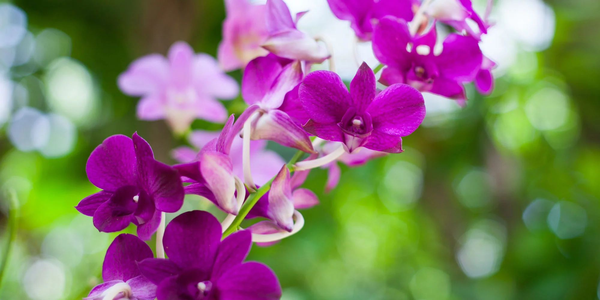 Orchid3.jpg
