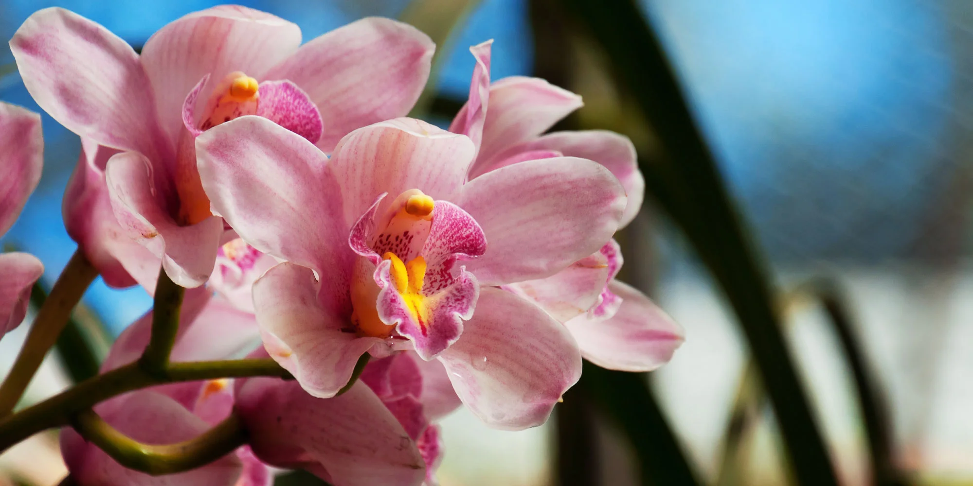 Orchid4.jpg
