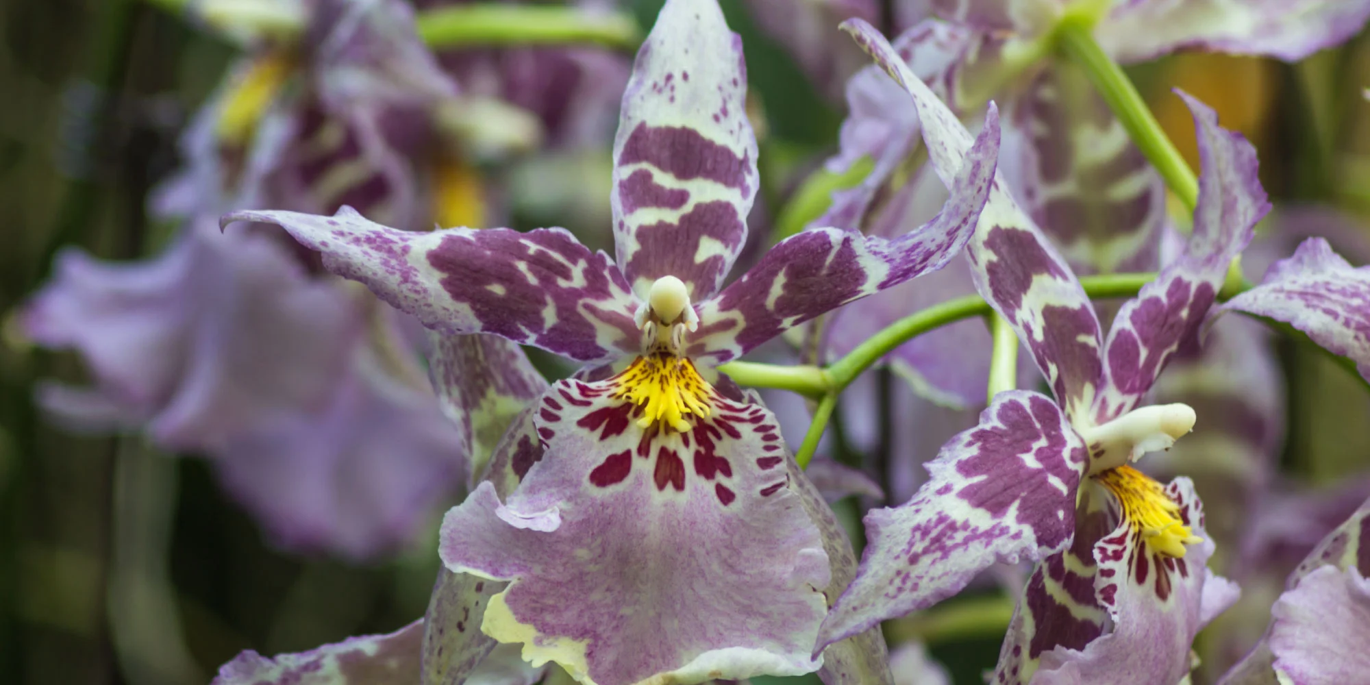 Orchid6.jpg