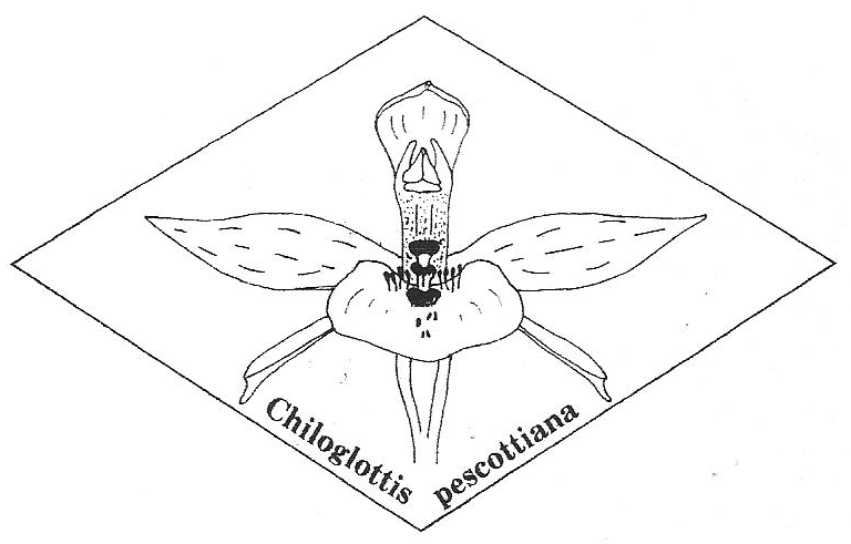 AWD Orchid Club Logo - Web-03 (002)