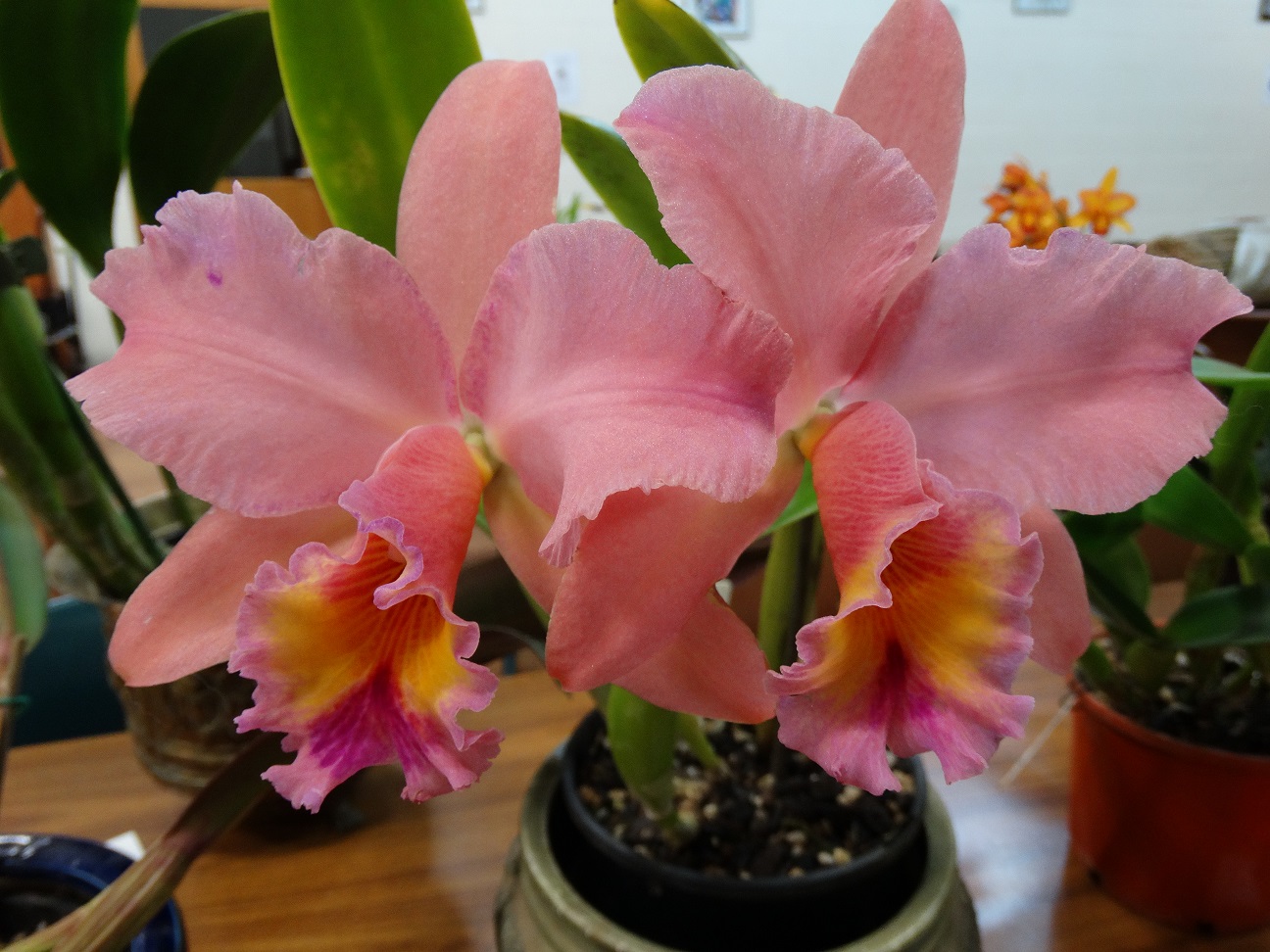 2015-06-02 20.25.45.jpg
