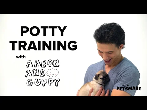 PetSmart Puppy Training: How to Potty Train a Puppy