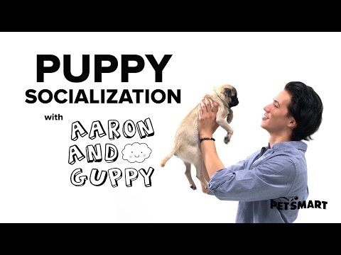 PetSmart Puppy Training: Socialization
